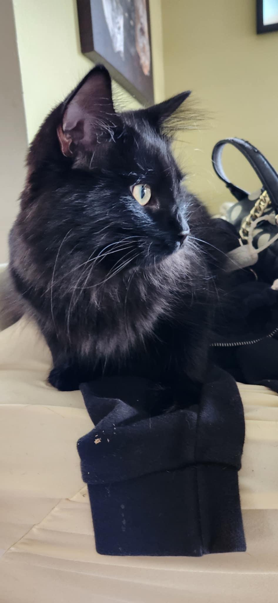 Loki & Leevon (bonded brothers), a Adoptable mixed breed in Ann Arbor, MI image 3/6