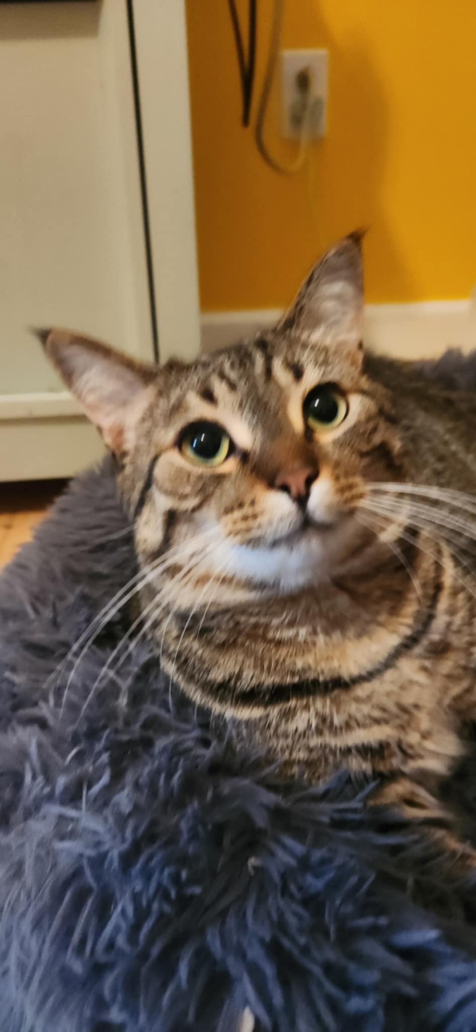 Loki & Leevon (bonded brothers), a Adoptable mixed breed in Ann Arbor, MI image 4/6