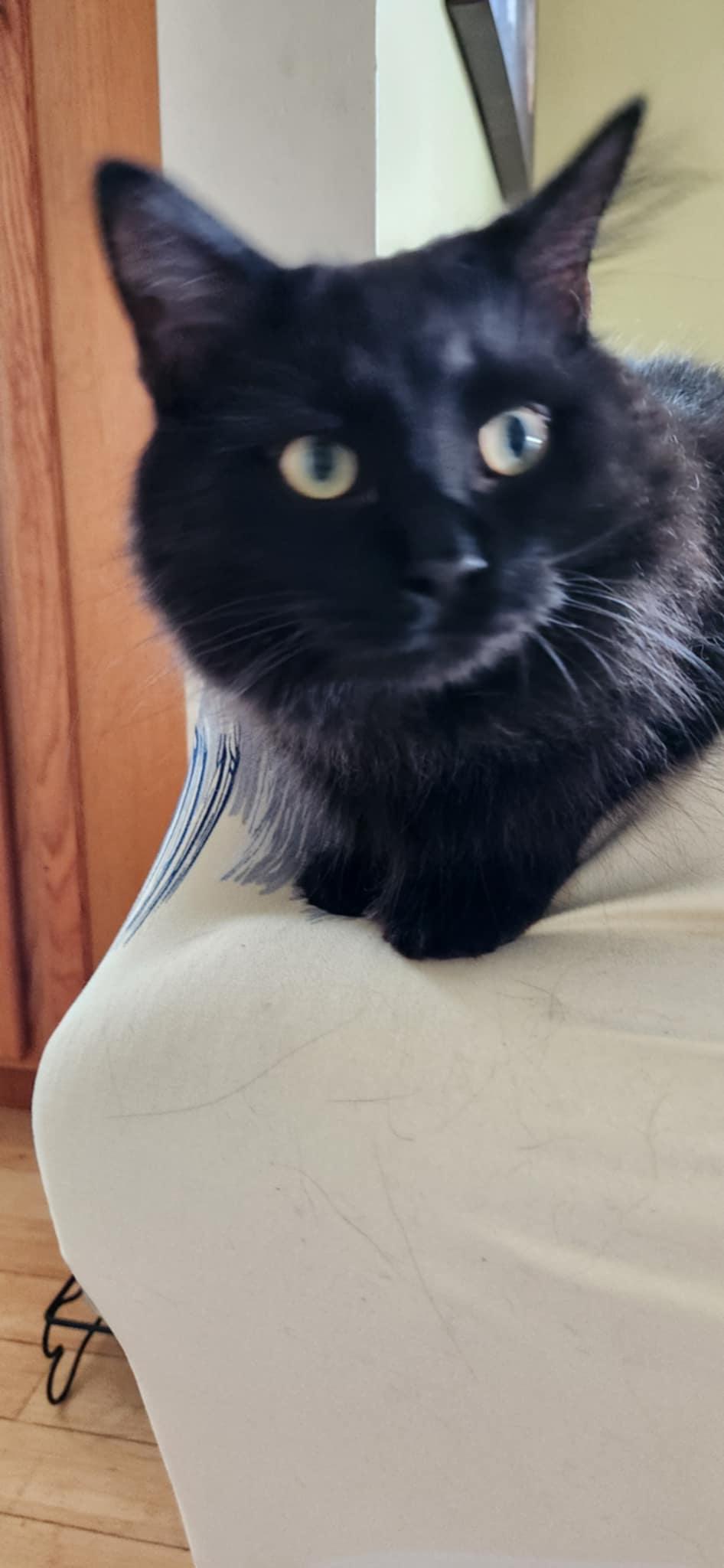 Loki & Leevon (bonded brothers), a Adoptable mixed breed in Ann Arbor, MI image 5/6