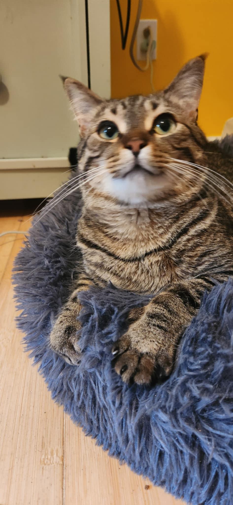 Loki & Leevon (bonded brothers), a Adoptable mixed breed in Ann Arbor, MI image 6/6