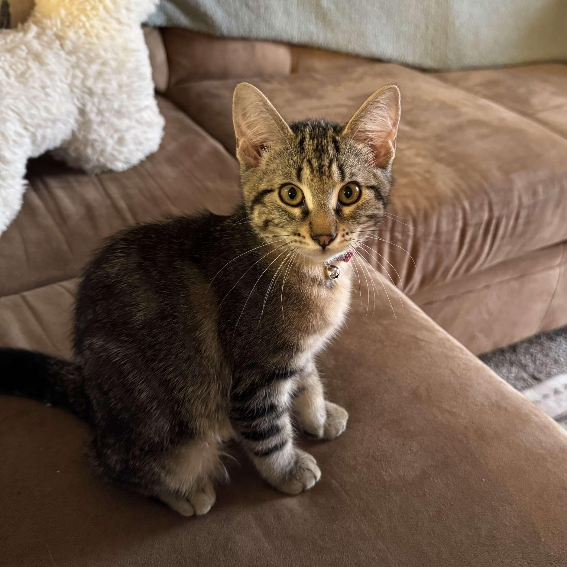 Lilo, an adoptable Domestic Short Hair in Dickinson, ND, 58601 | Photo Image 1