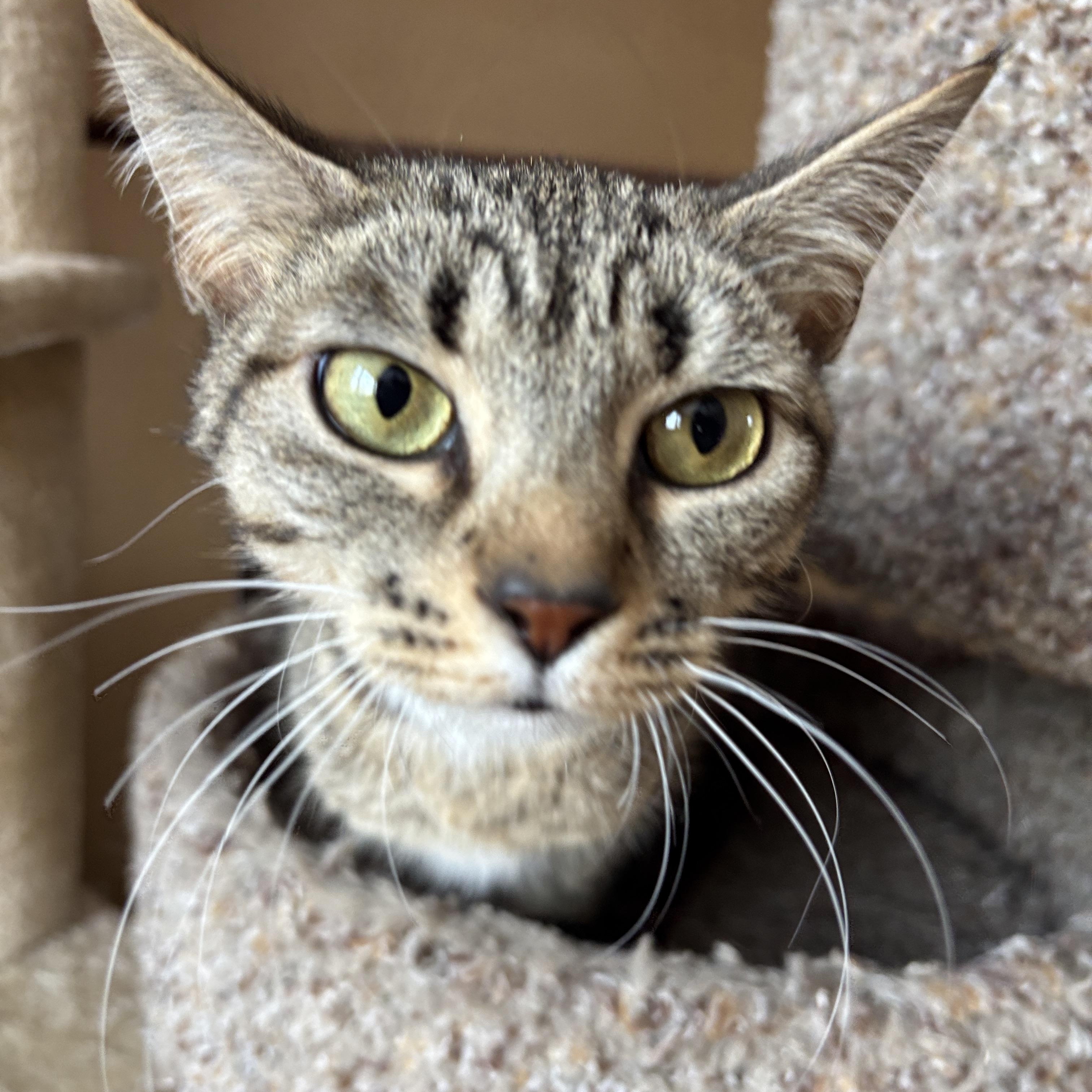 Enlarge Franny, a ADOPTABLE Tabby in Melrose, MA image 4/5