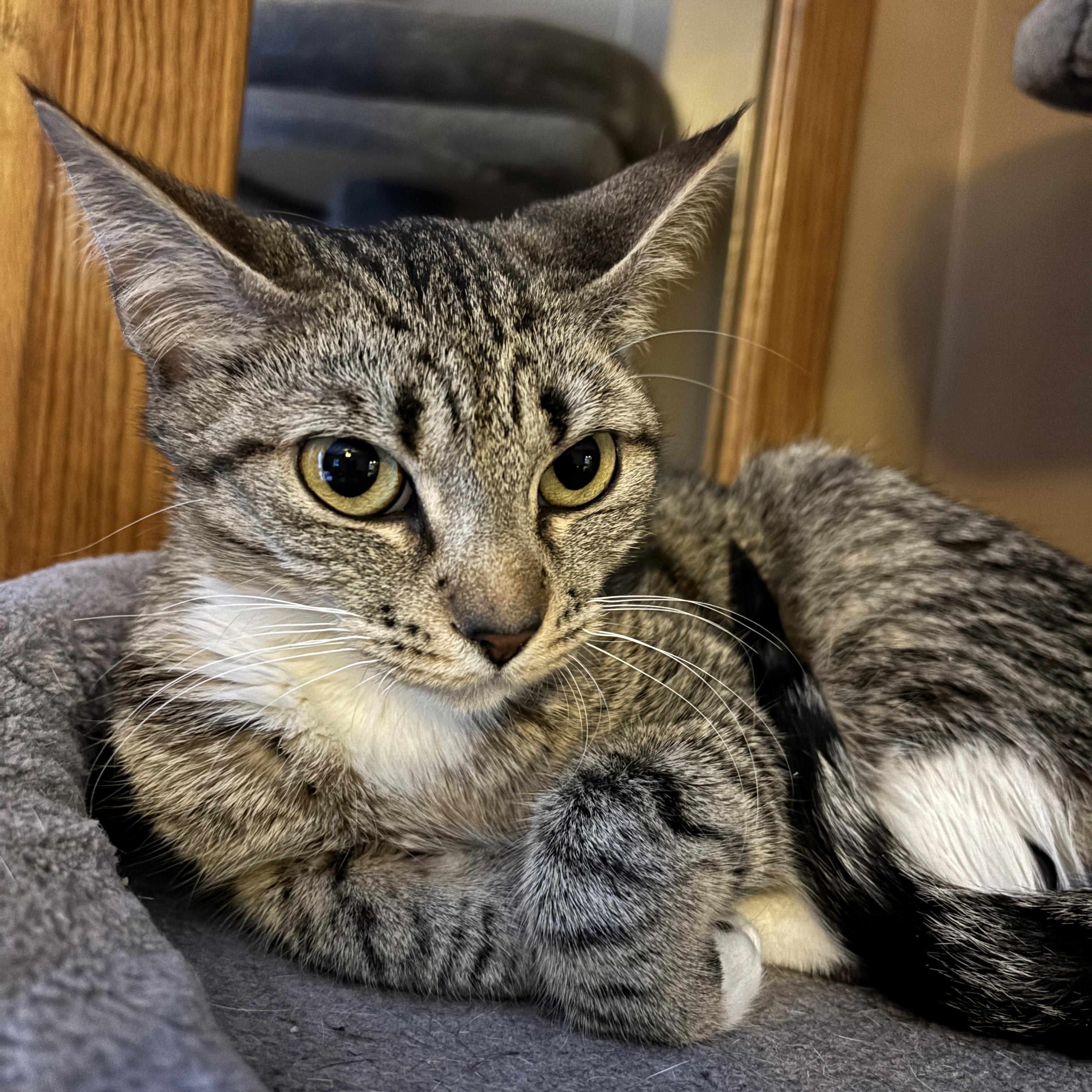 Franny, ADOPTABLE, Kitten Female Tabby.