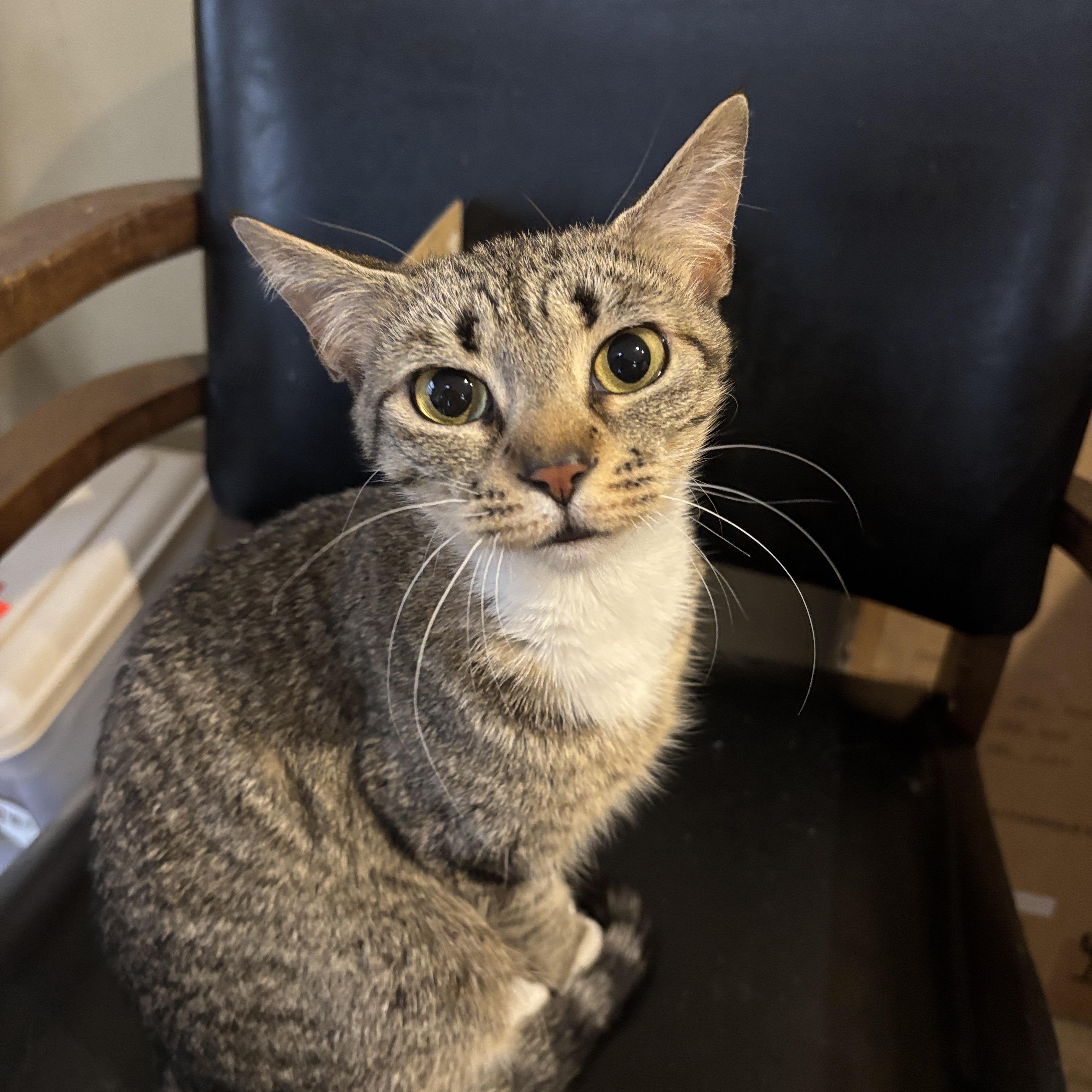 Franny, ADOPTABLE, Kitten Female Tabby.