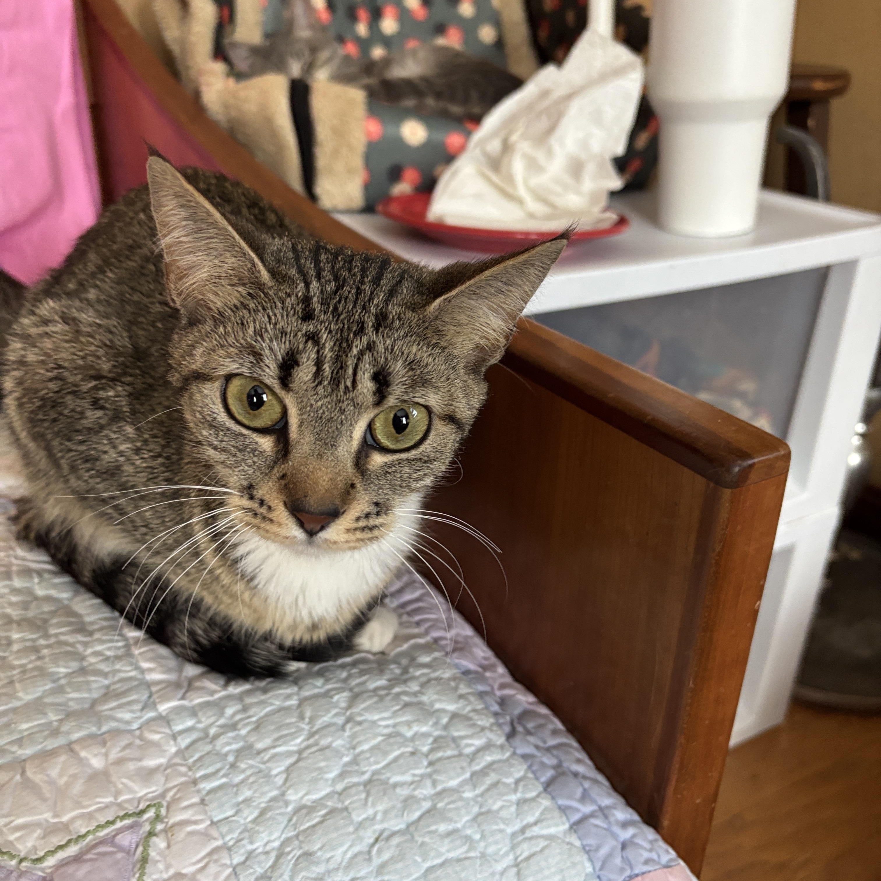 Enlarge Franny, a ADOPTABLE Tabby in Melrose, MA image 3/5