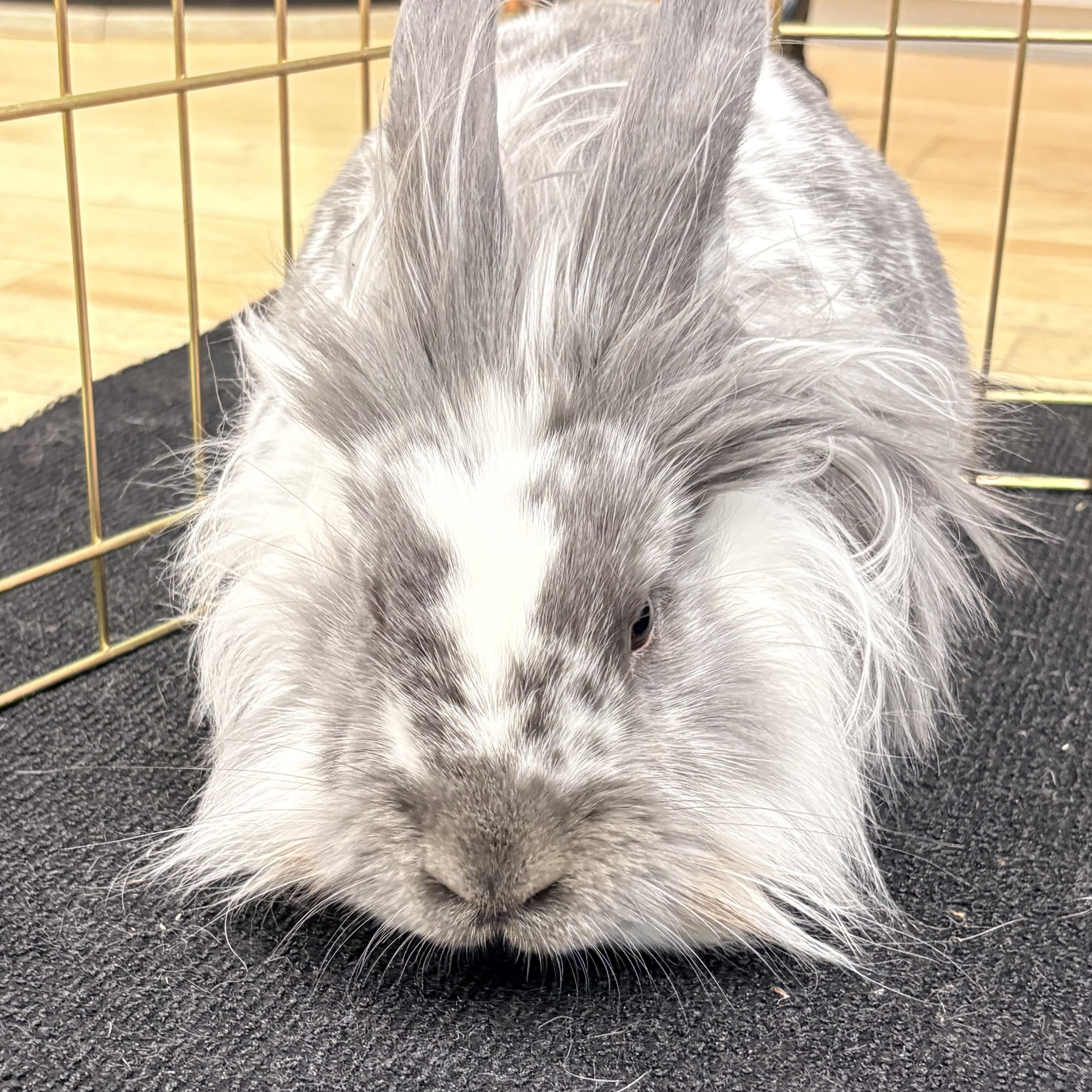PATRICK WARBUNTON (ADULT NEUTERED MALE), adoptable, Adult Male Lionhead & Bunny Rabbit.