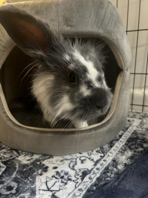 PATRICK WARBUNTON (ADULT NEUTERED MALE), an adoptable mixed breed in Forest Hills, NY image 5/6