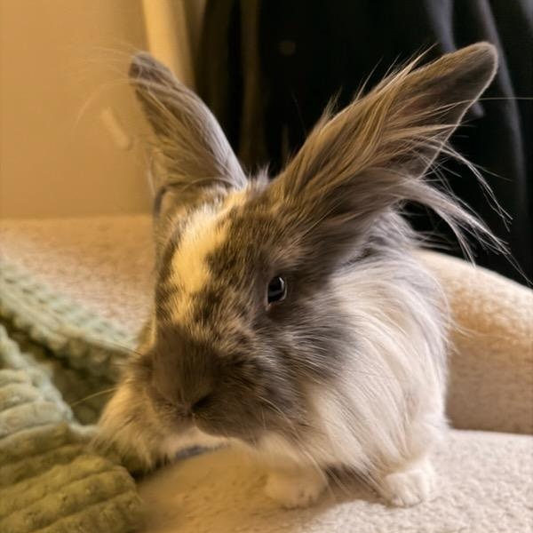PATRICK WARBUNTON (ADULT NEUTERED MALE), an adoptable mixed breed in Forest Hills, NY image 4/6