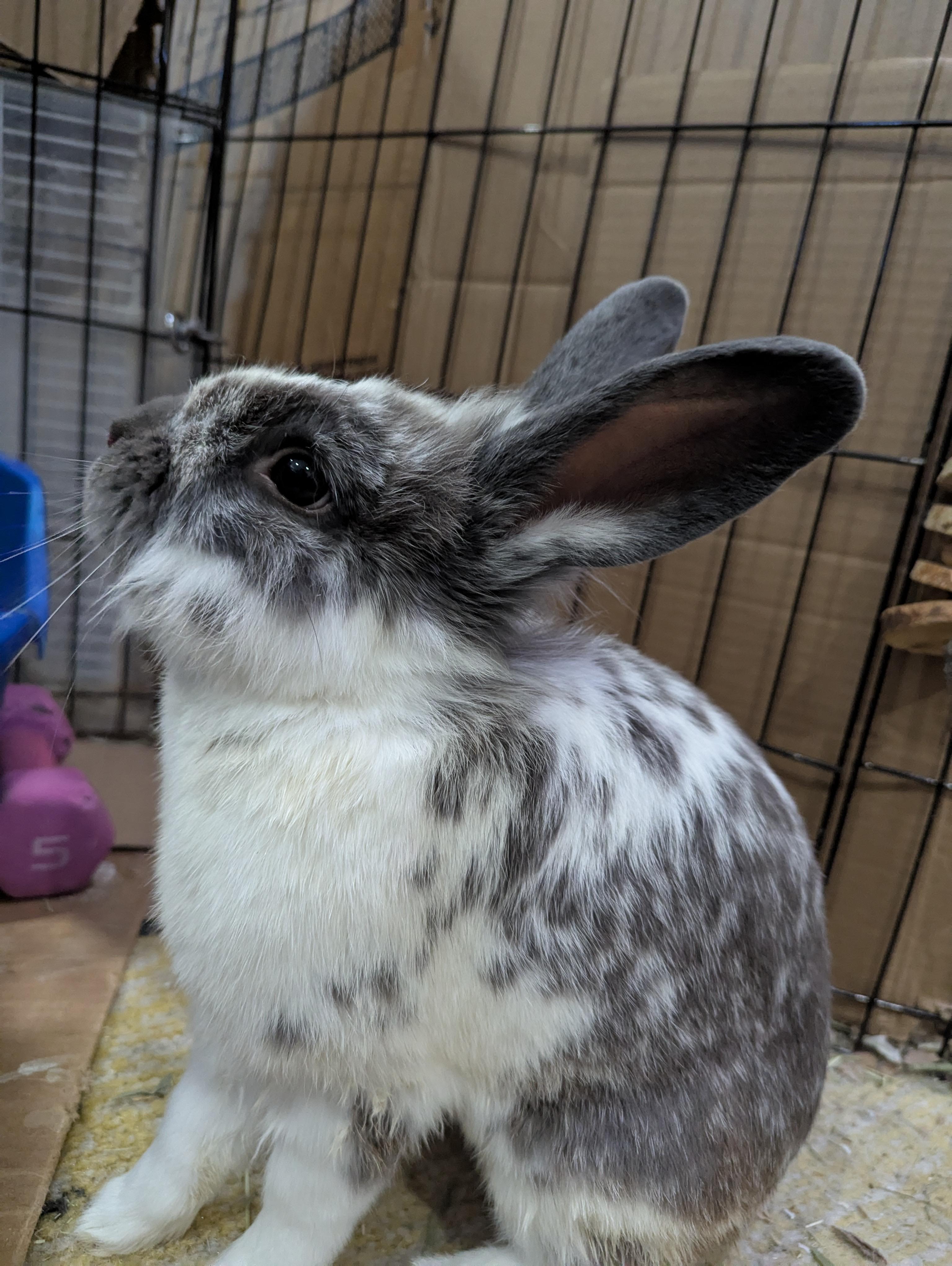 Enlarge PATRICK WARBUNTON (ADULT NEUTERED MALE), an adoptable mixed breed in Forest Hills, NY image 4/6