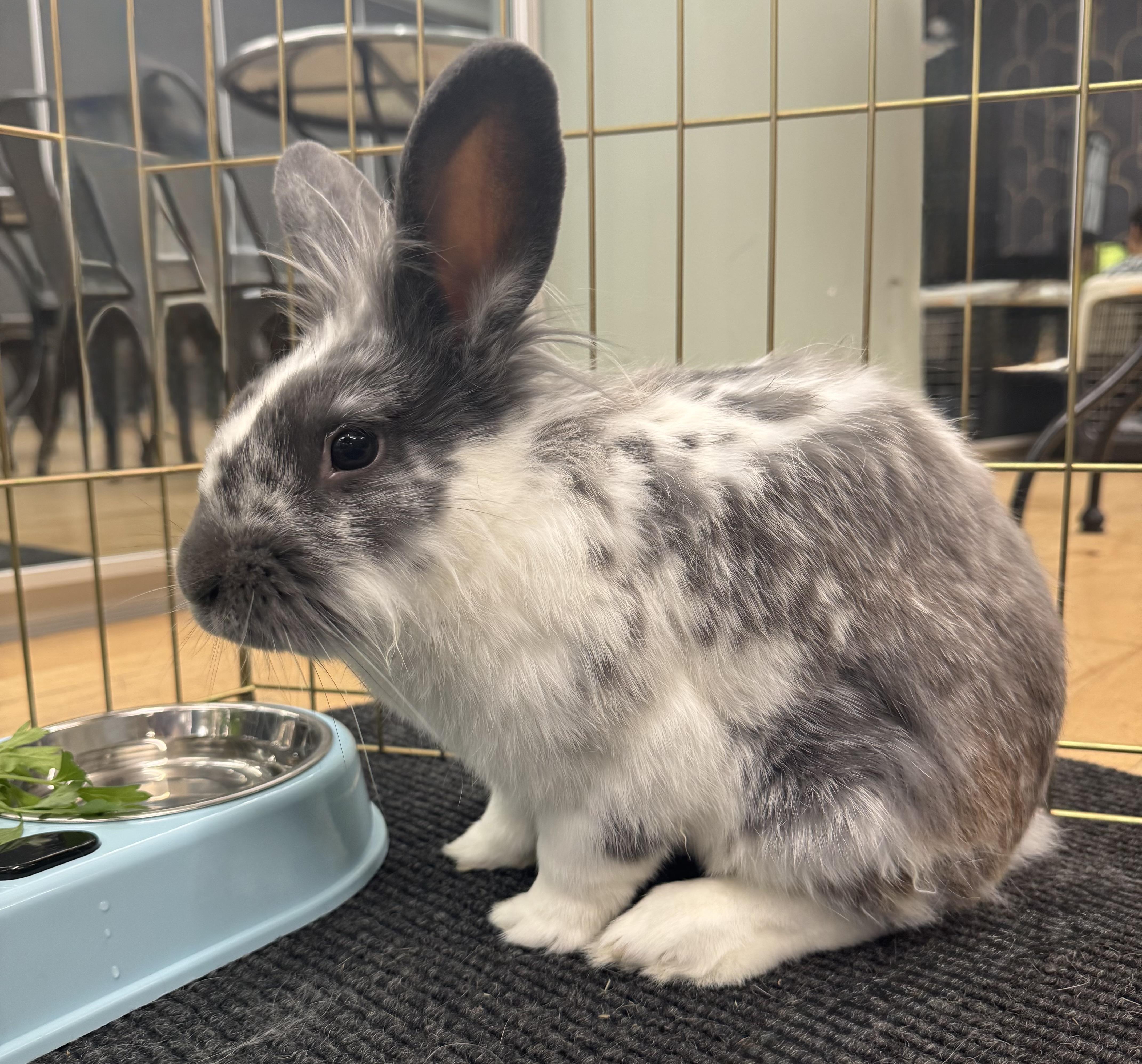 Enlarge PATRICK WARBUNTON (ADULT NEUTERED MALE), an adoptable mixed breed in Forest Hills, NY image 2/6