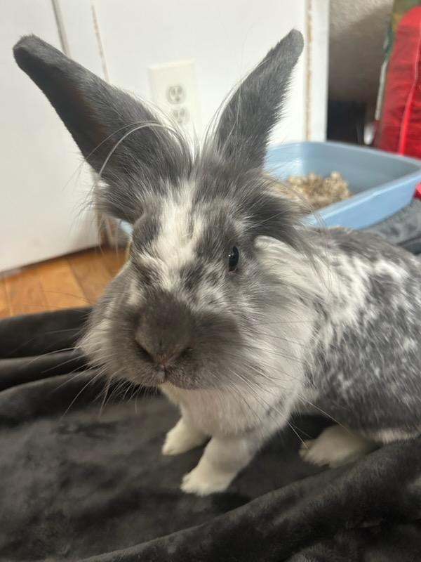 PATRICK WARBUNTON (ADULT NEUTERED MALE), an adoptable mixed breed in Forest Hills, NY image 1/6