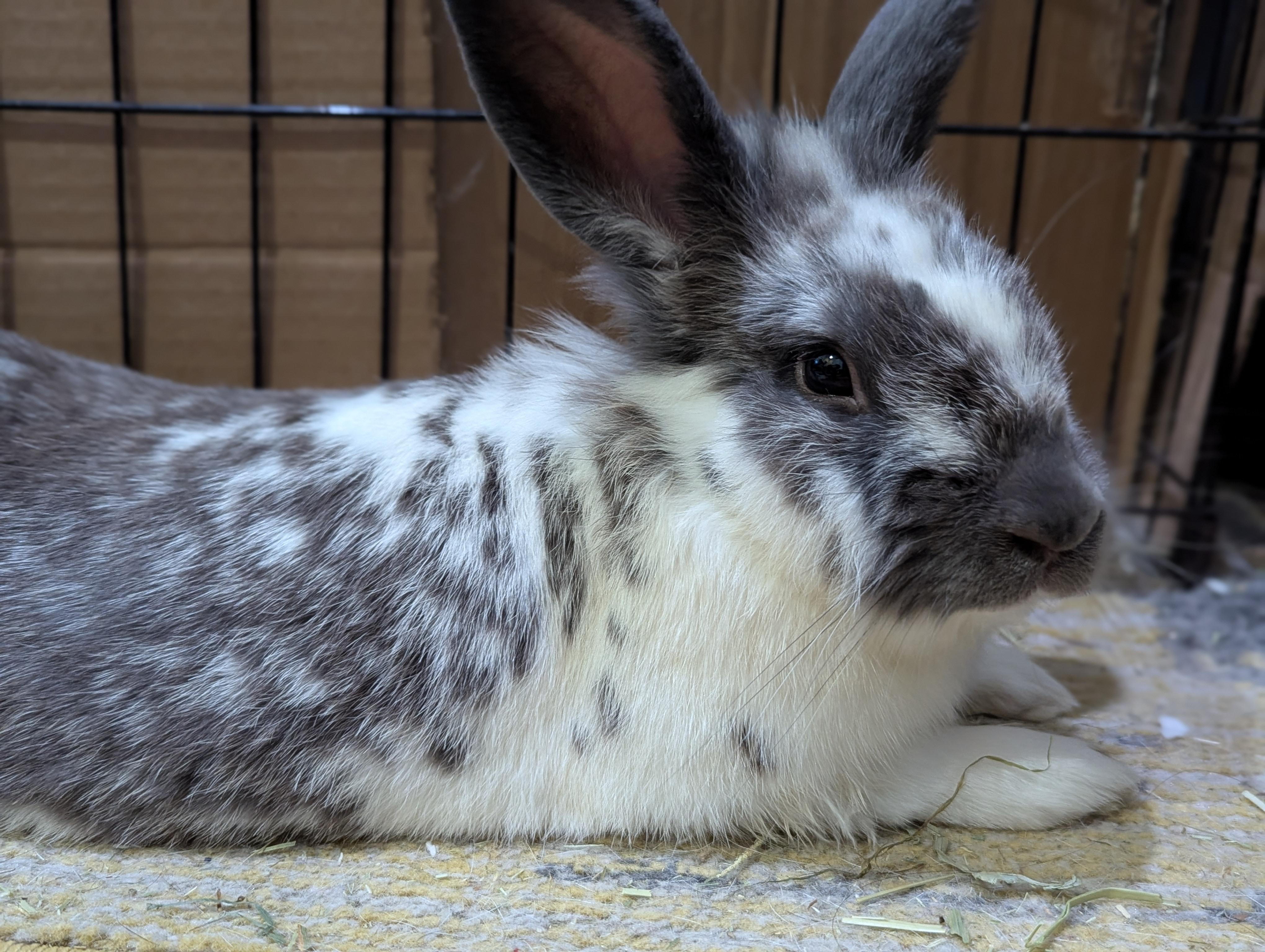 Enlarge PATRICK WARBUNTON (ADULT NEUTERED MALE), an adoptable mixed breed in Forest Hills, NY image 3/6
