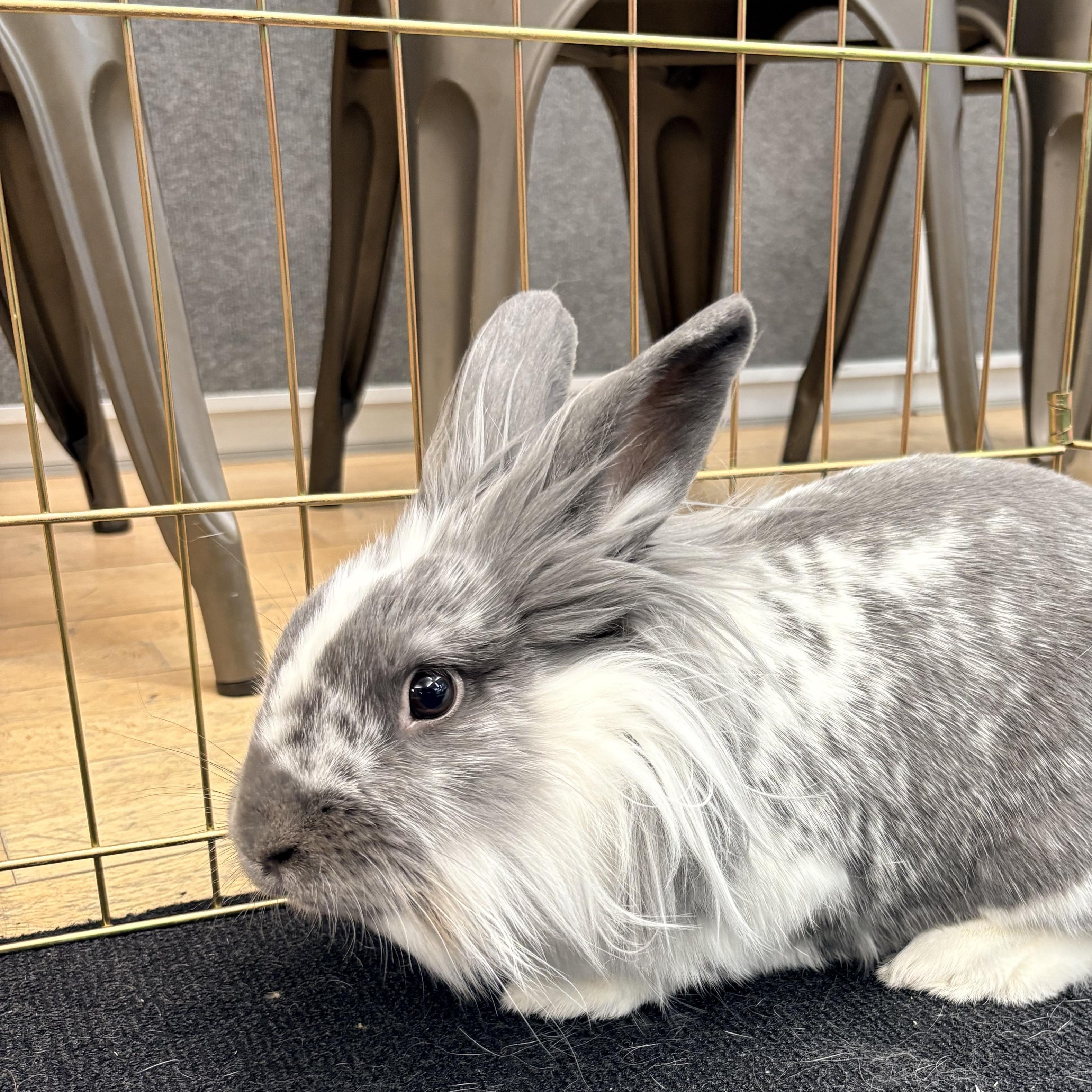 Enlarge PATRICK WARBUNTON (ADULT NEUTERED MALE), an adoptable mixed breed in Forest Hills, NY image 5/6