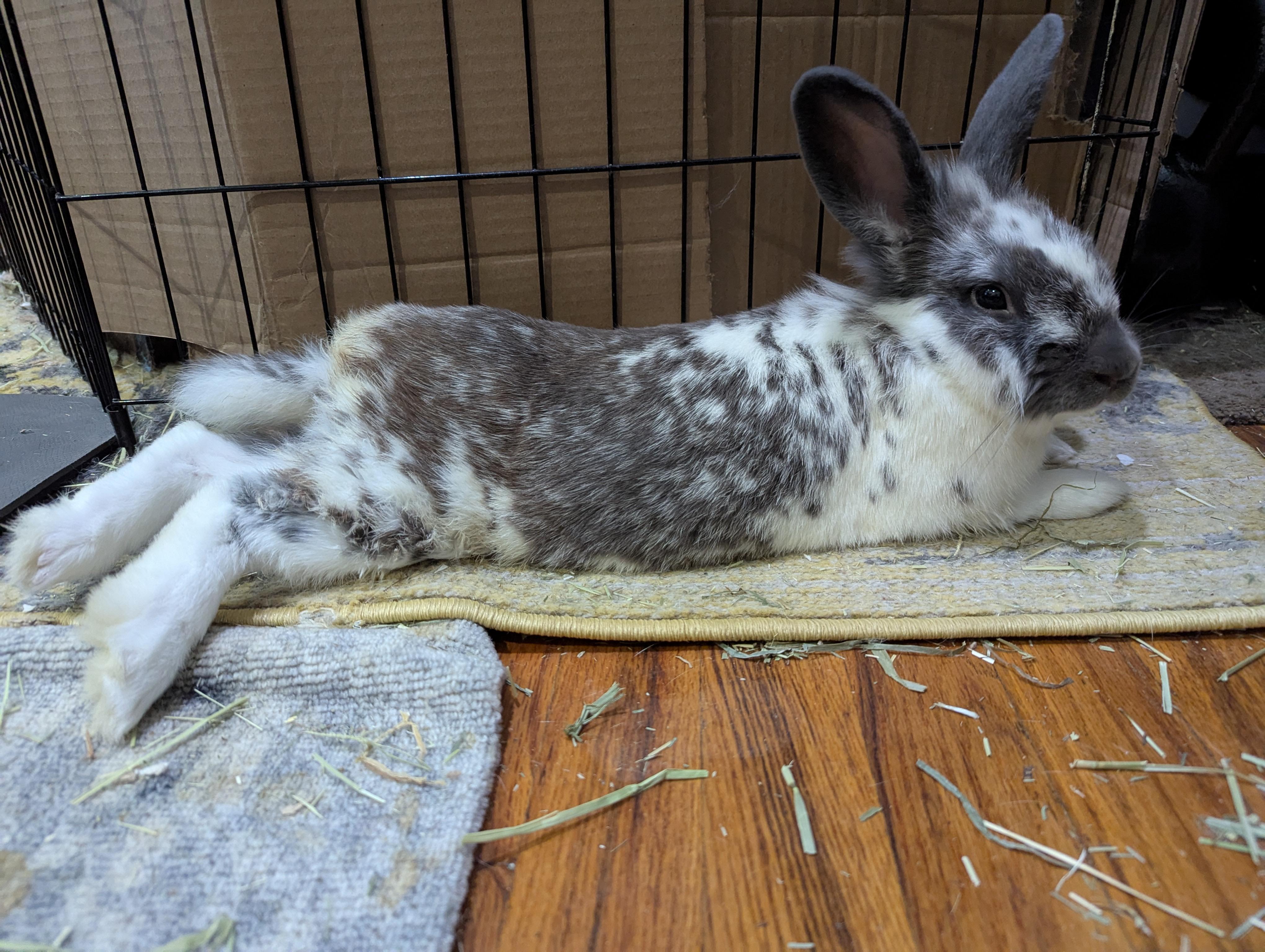 Enlarge PATRICK WARBUNTON (ADULT NEUTERED MALE), an adoptable mixed breed in Forest Hills, NY image 6/6