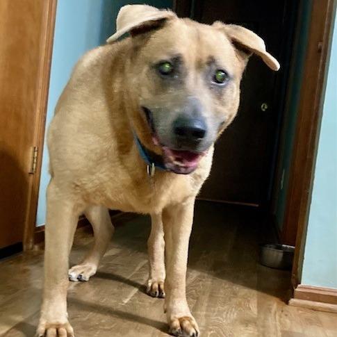 Enlarge Max, a Adoptable Shepherd in Delaware, OH image 2/6