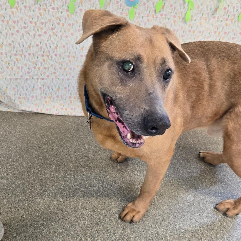 Enlarge Max, a Adoptable Shepherd in Delaware, OH image 2/6