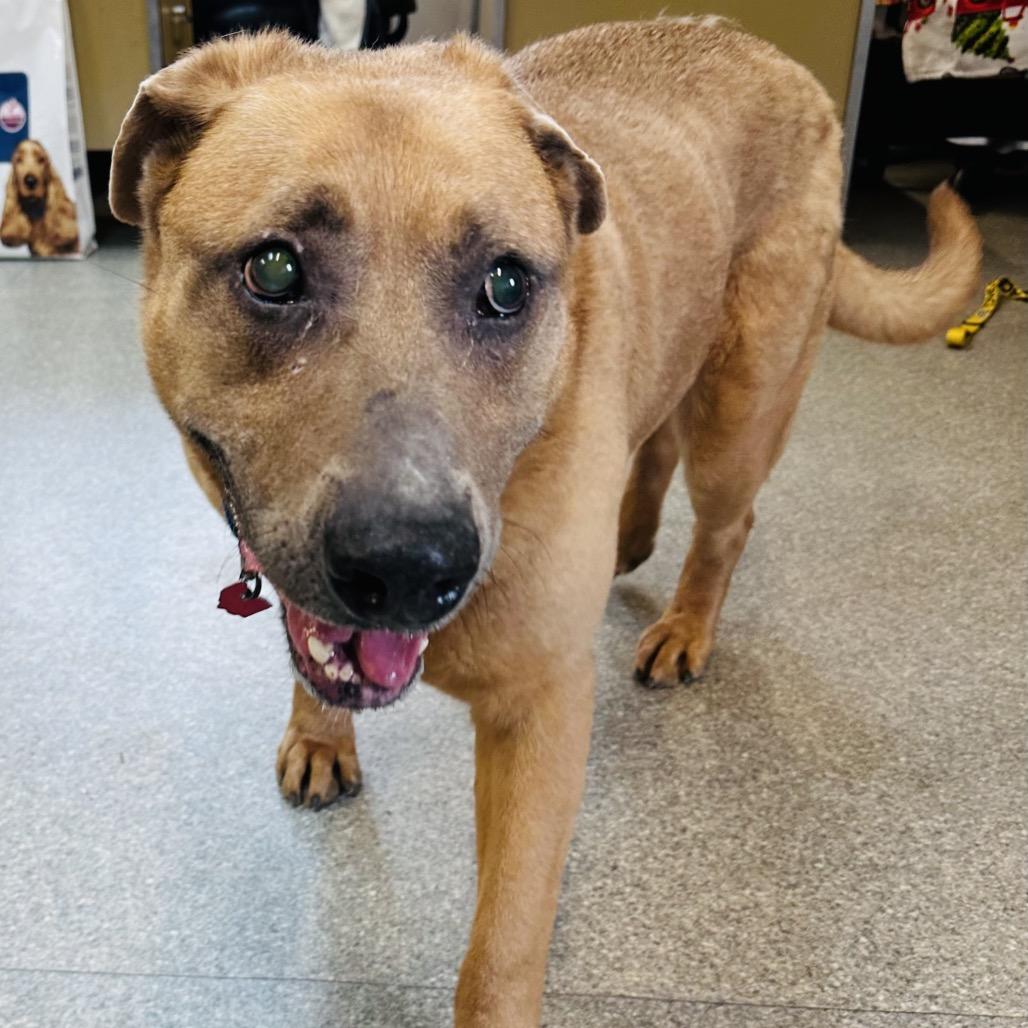 Enlarge Max, a Adoptable Shepherd in Delaware, OH image 3/6