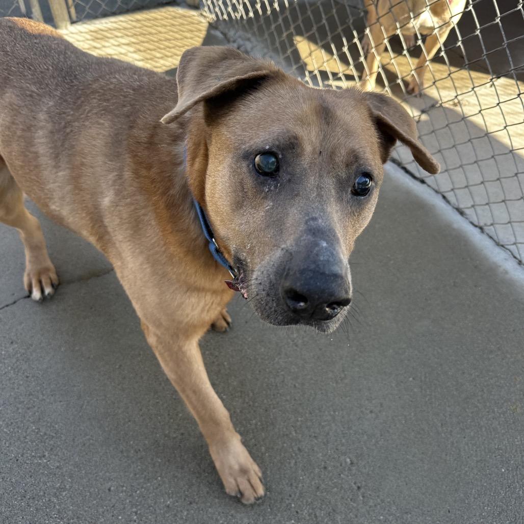 Enlarge Max, a Adoptable Shepherd in Delaware, OH image 2/6