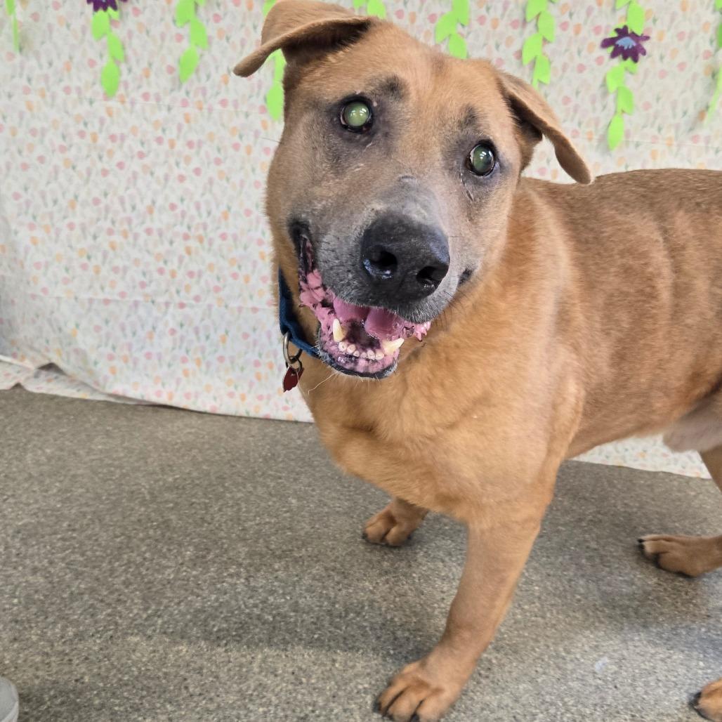 Enlarge Max, a Adoptable Shepherd in Delaware, OH image 3/6