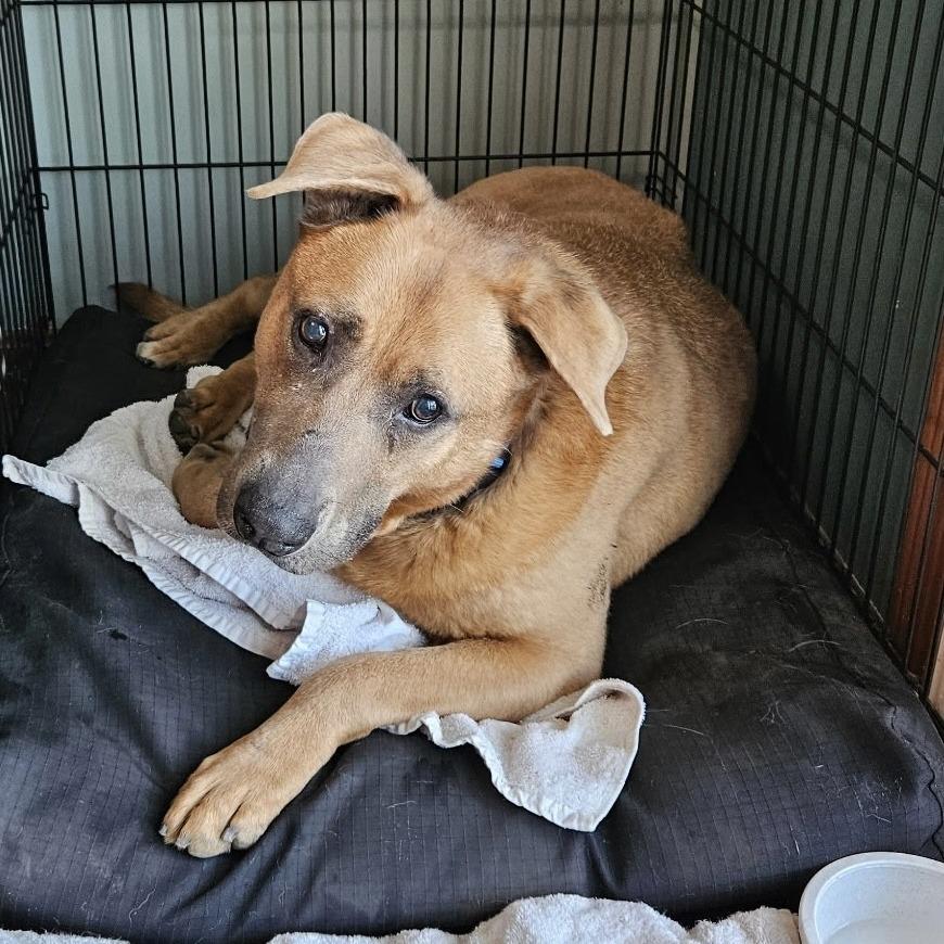 Enlarge Max, a Adoptable Shepherd in Delaware, OH image 6/6