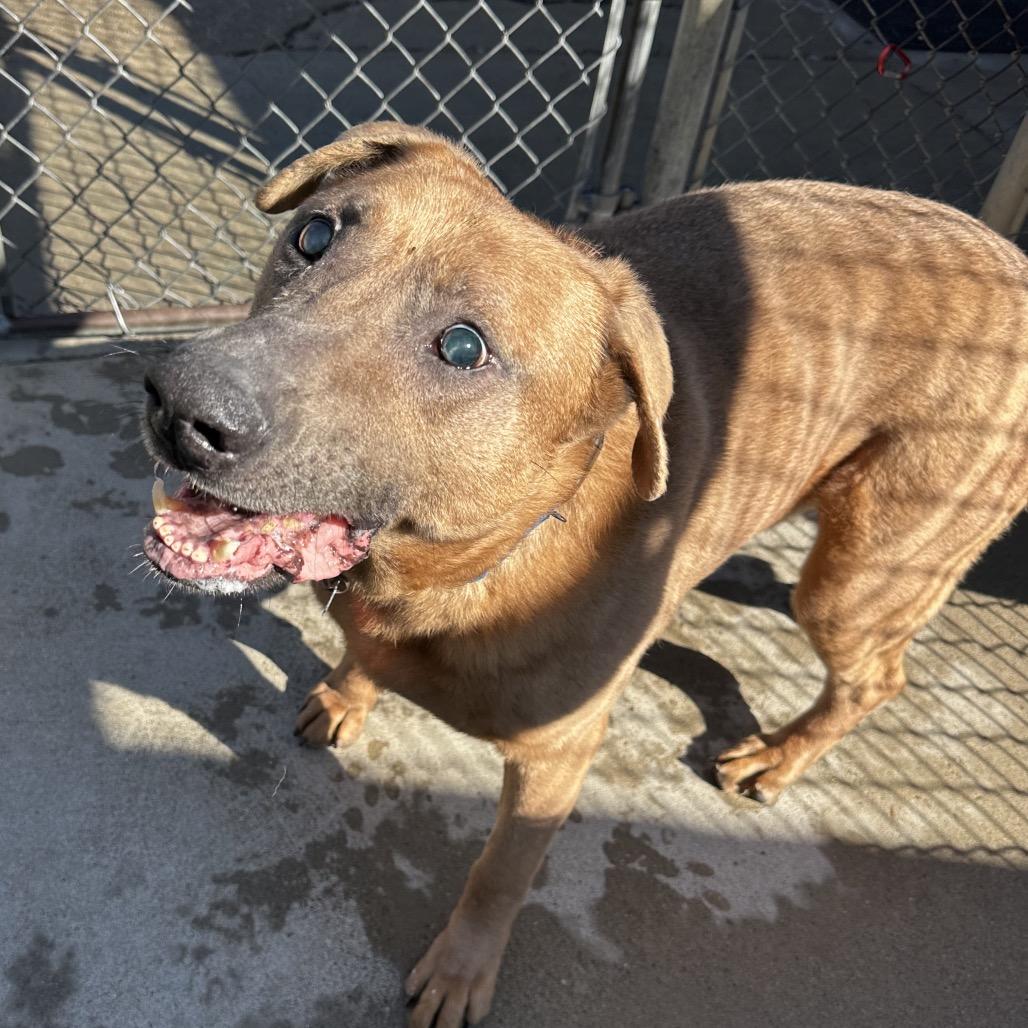 Enlarge Max, a Adoptable Shepherd in Delaware, OH image 5/6
