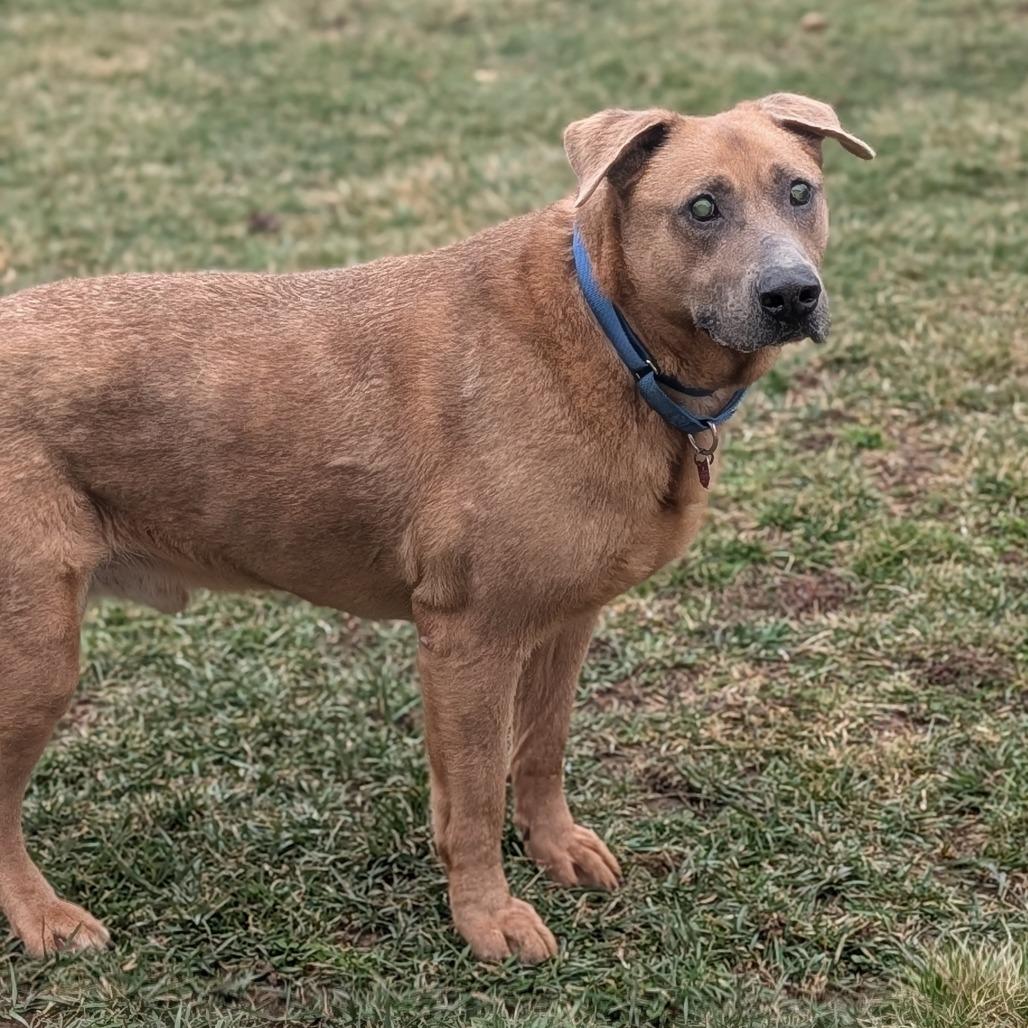 Enlarge Max, a Adoptable Shepherd in Delaware, OH image 6/6