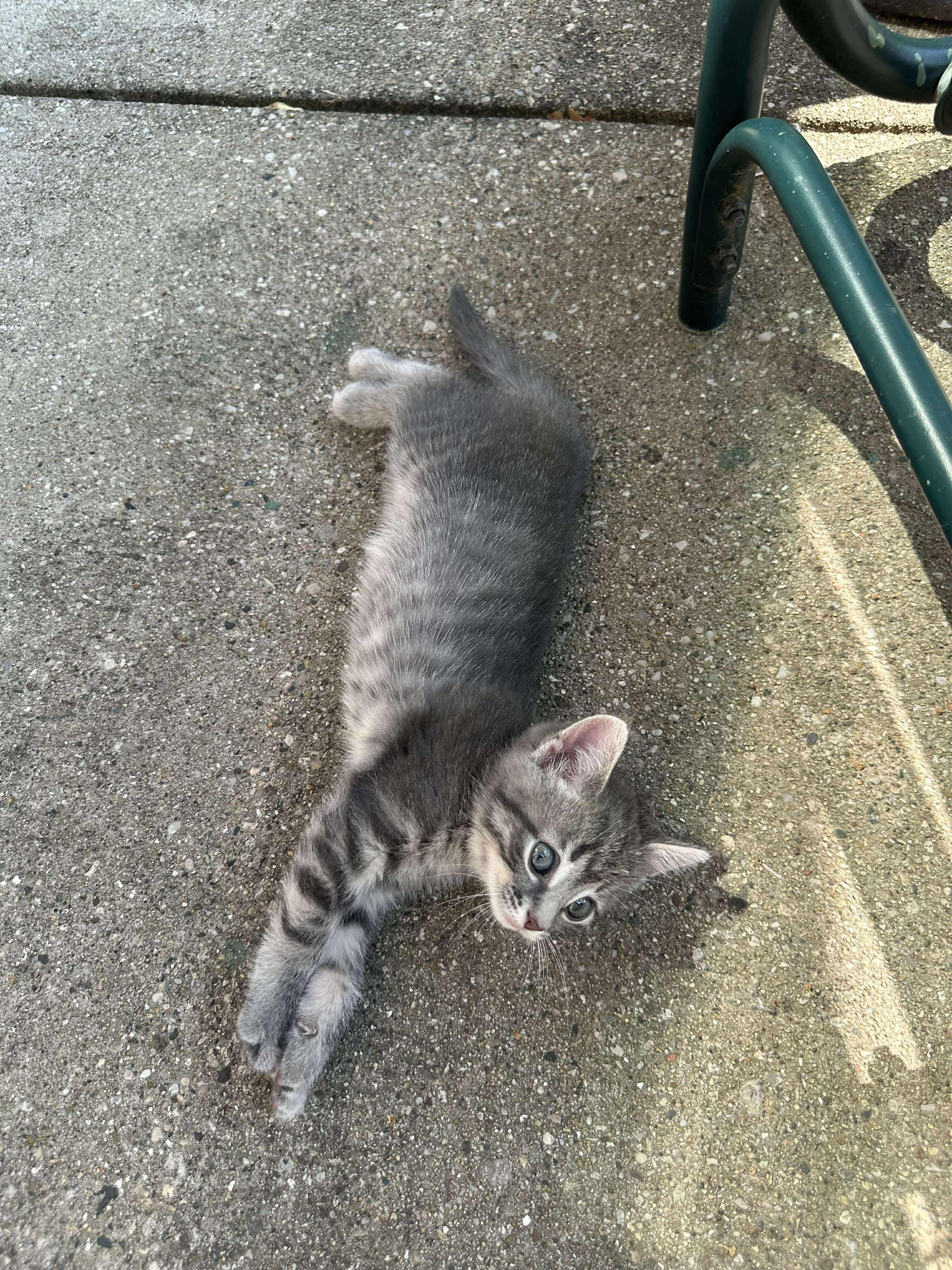 Adella - Sweet and affectionate 9 week young kitten