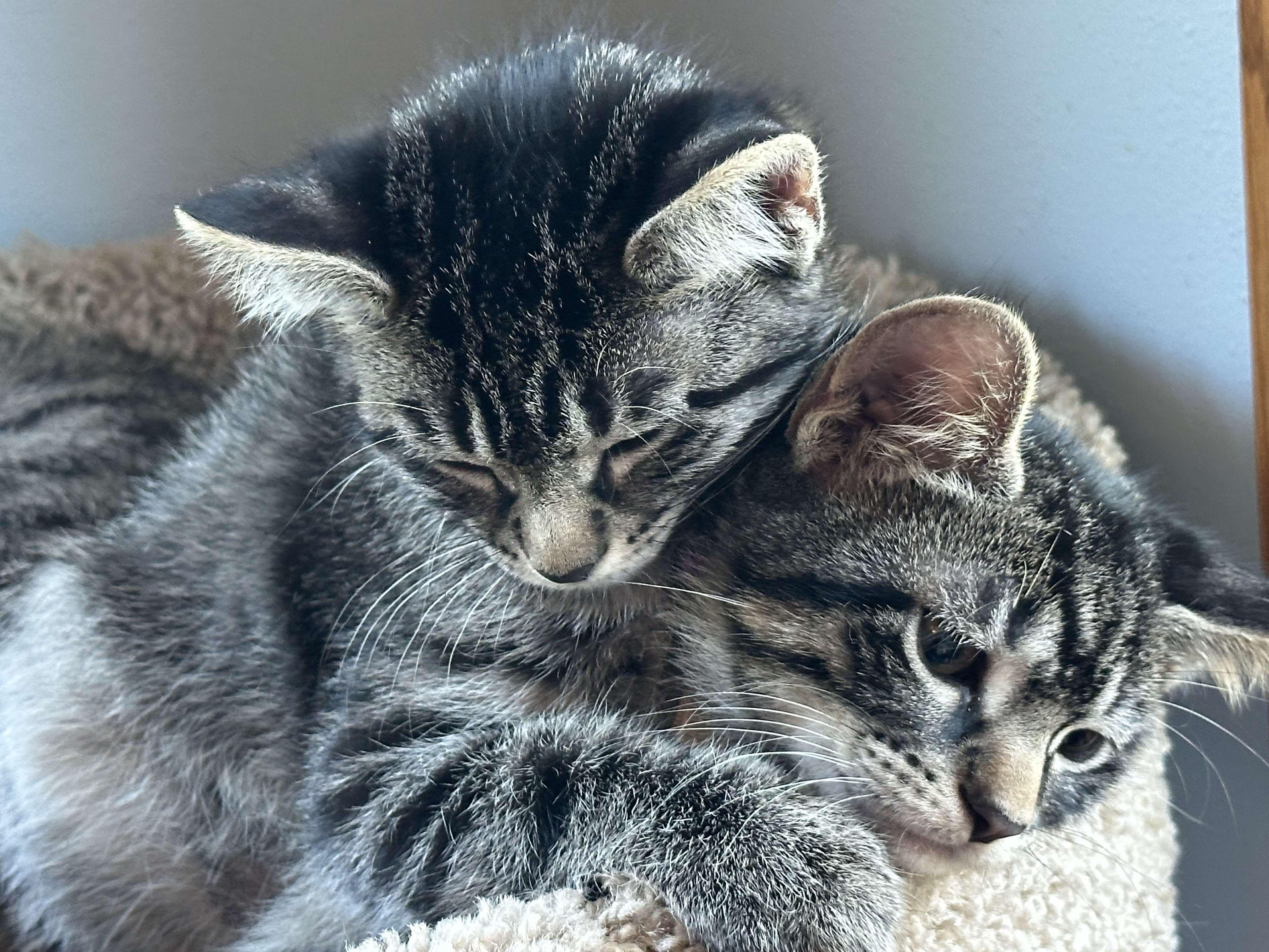 Adella - Sweet and affectionate 9 week young kitten