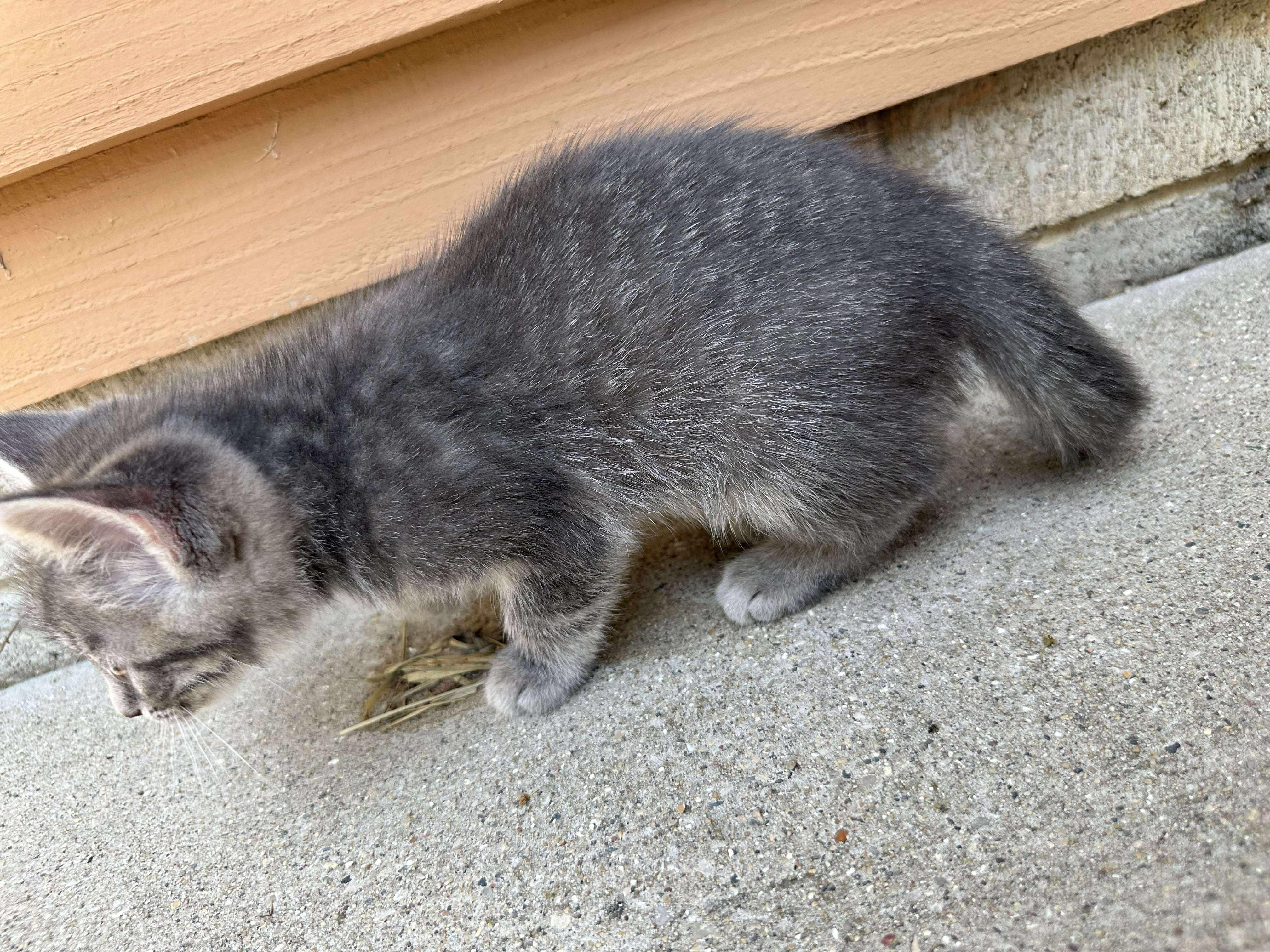 Adella - Sweet and affectionate 9 week young kitten