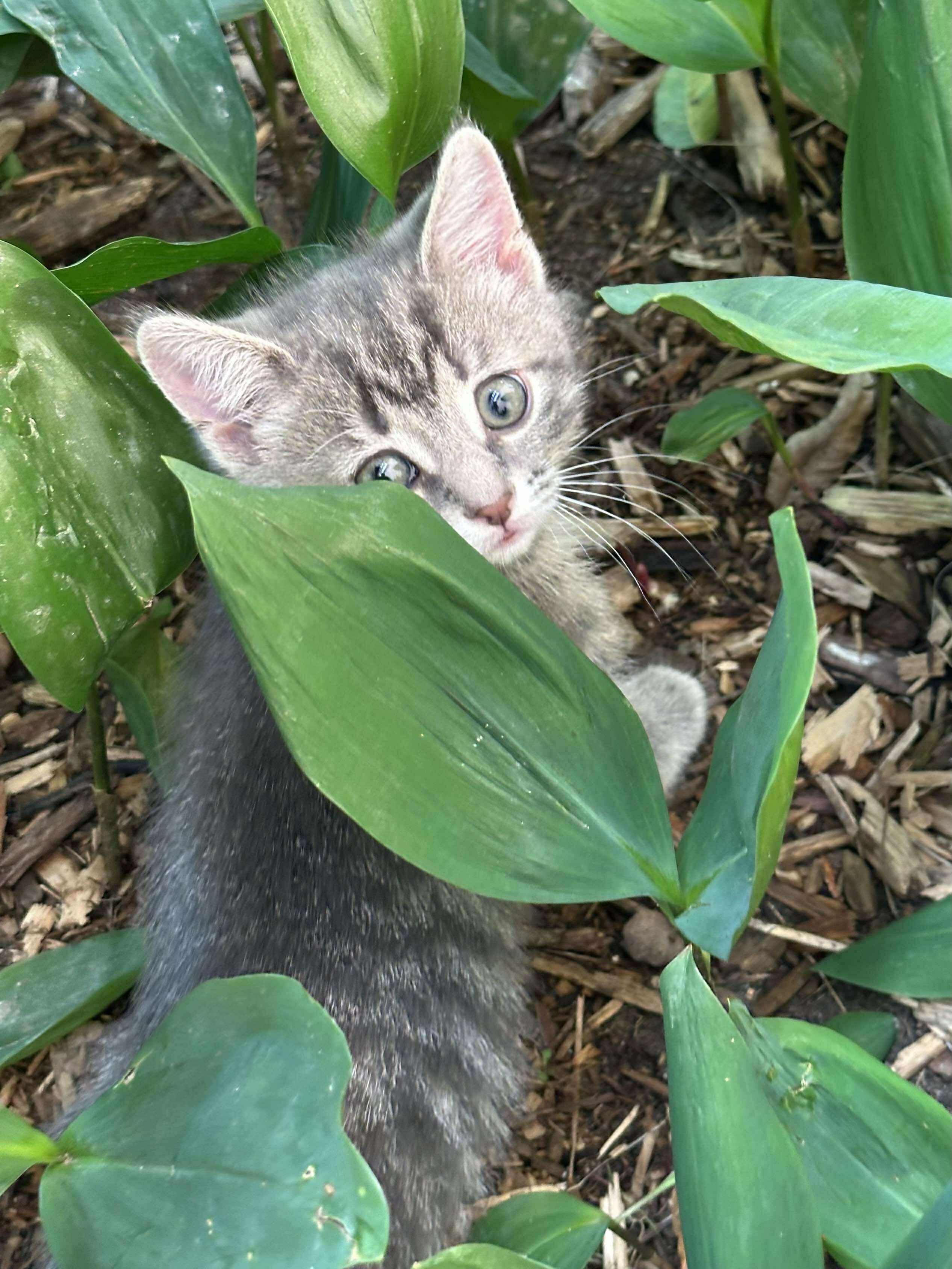 Adella - Sweet and affectionate 9 week young kitten