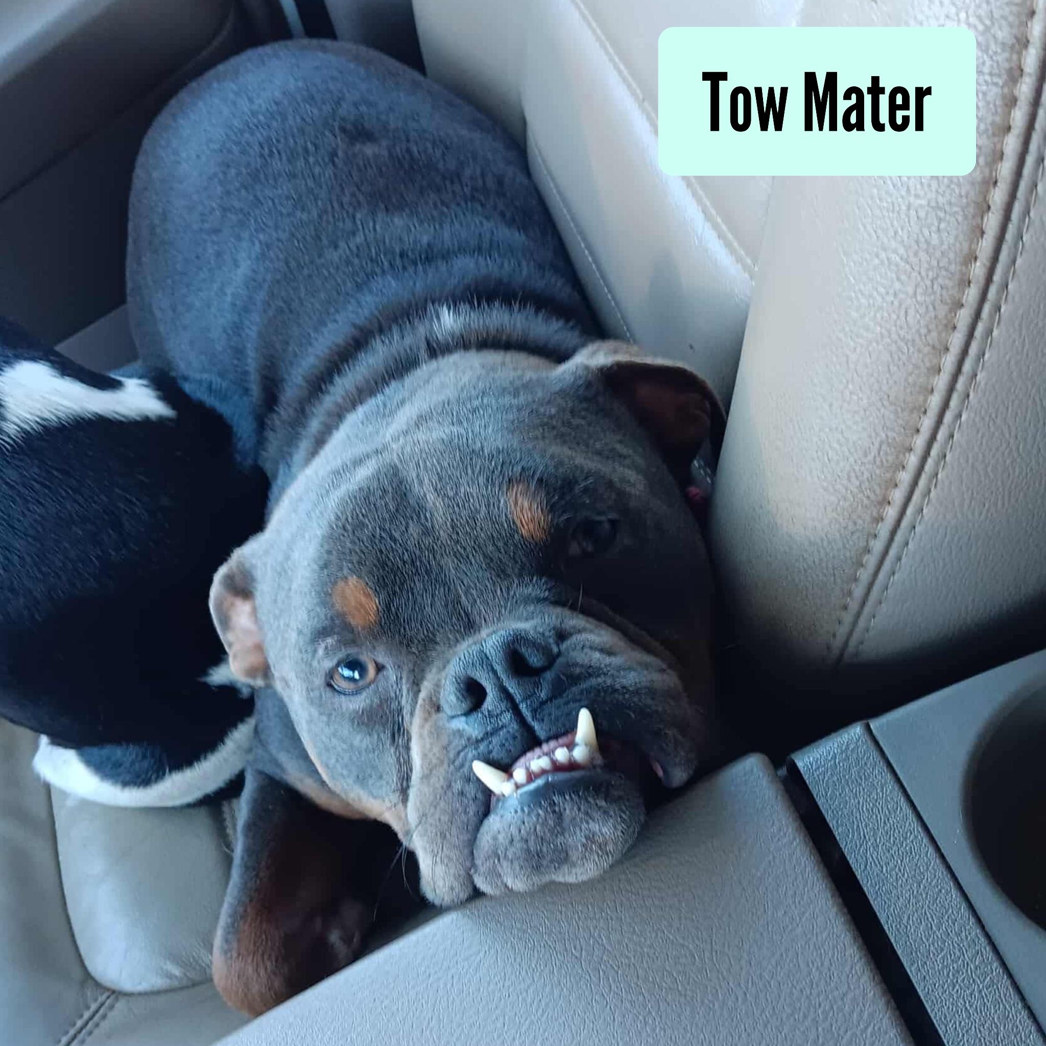 Enlarge Tow Mater, an adoptable mixed breed in Stockbridge, GA image 1/3