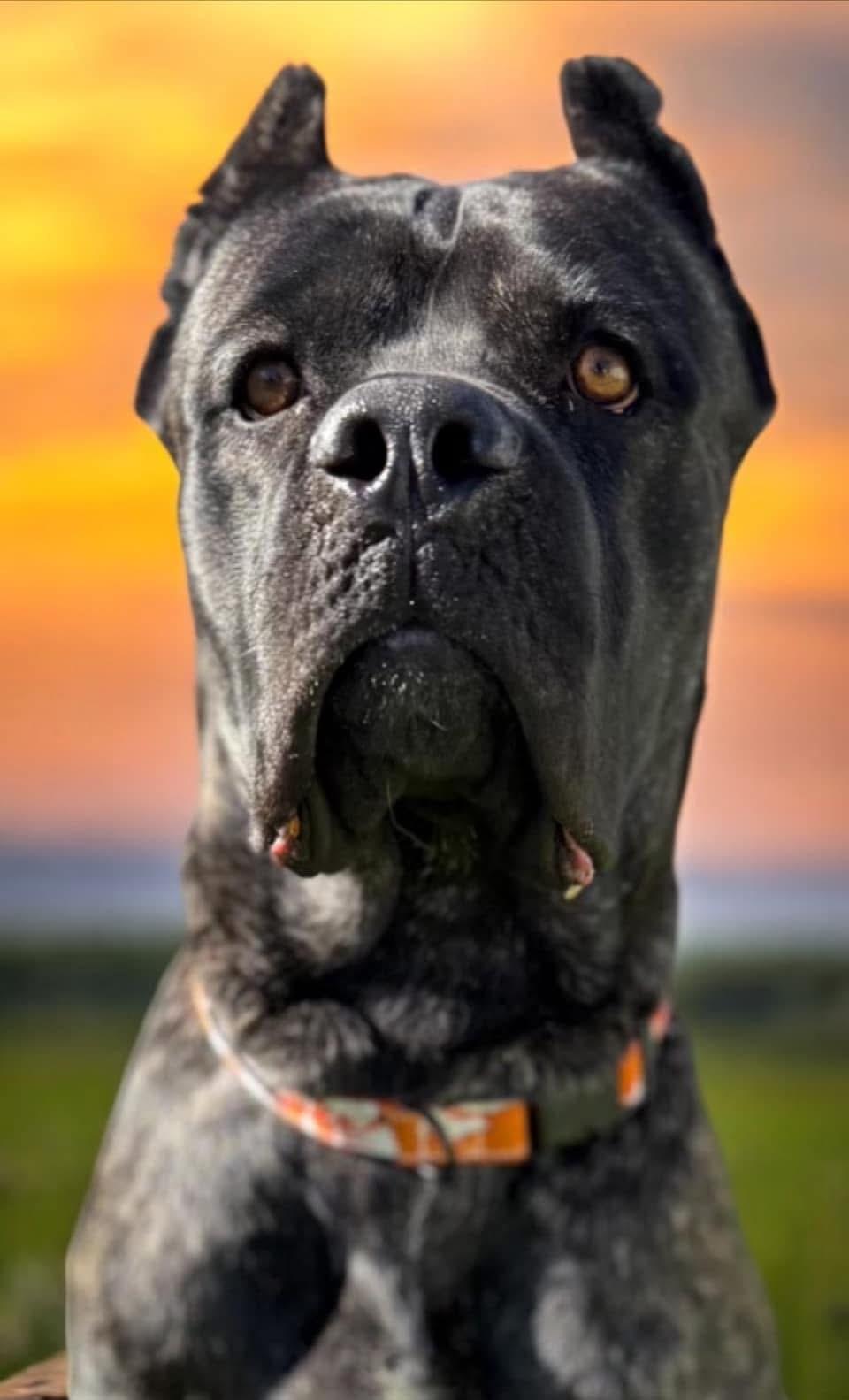 Rufus, a Adoptable Cane Corso in Studio City, CA image 2/5