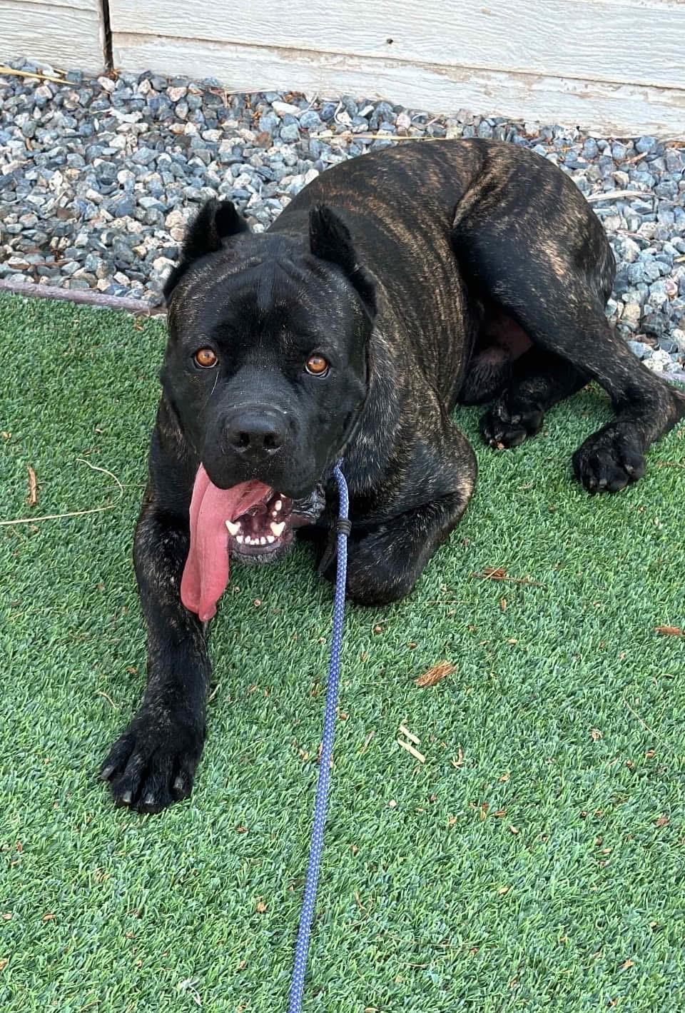 Rufus, a Adoptable Cane Corso in Studio City, CA image 4/5