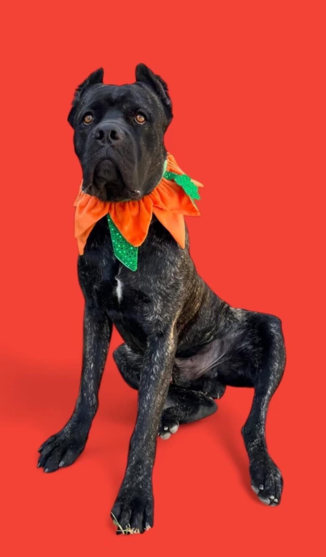 Rufus, a Adoptable Cane Corso in Studio City, CA image 5/5