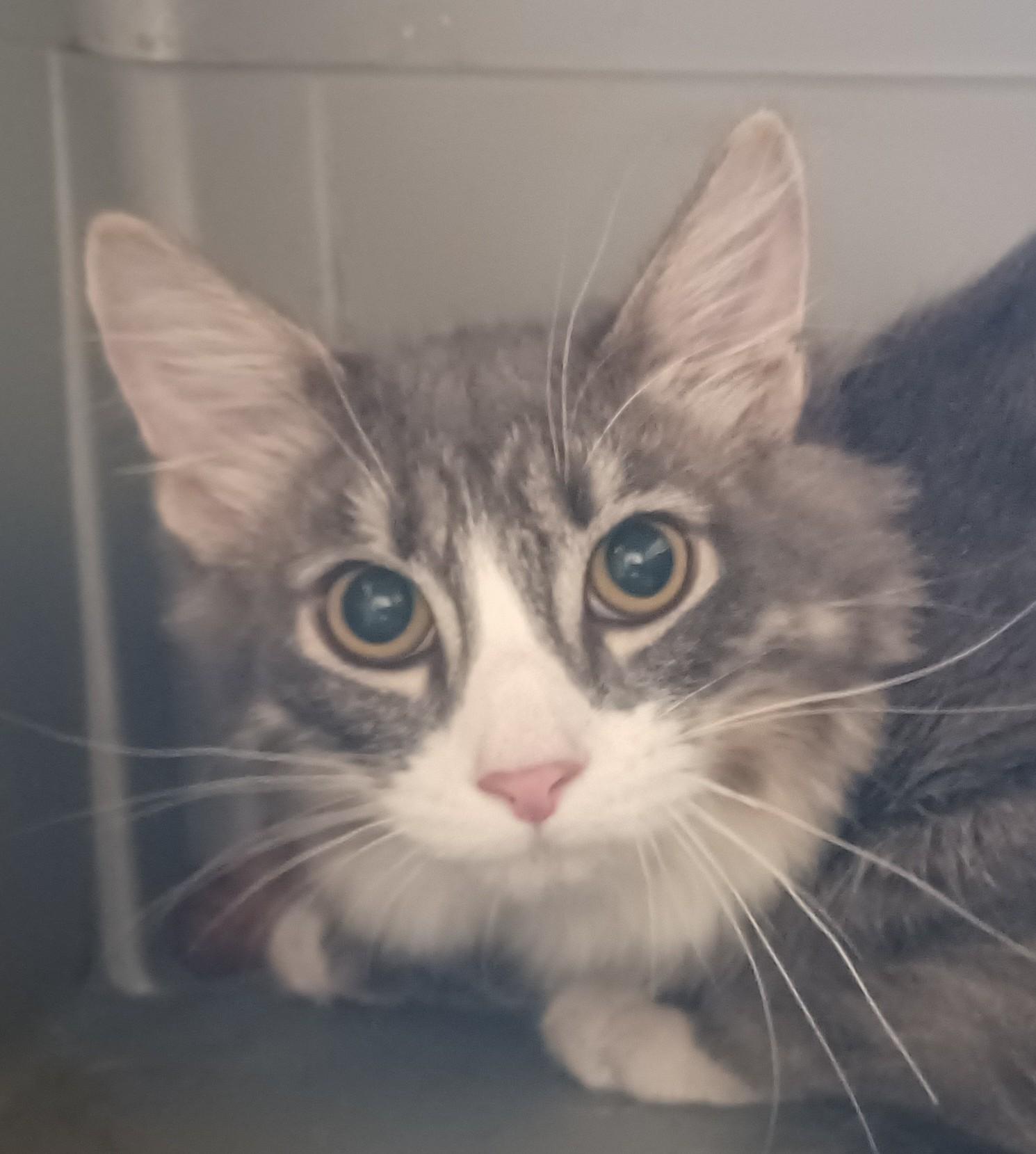 Mia, ADOPTABLE, Adult Female Domestic Medium Hair.