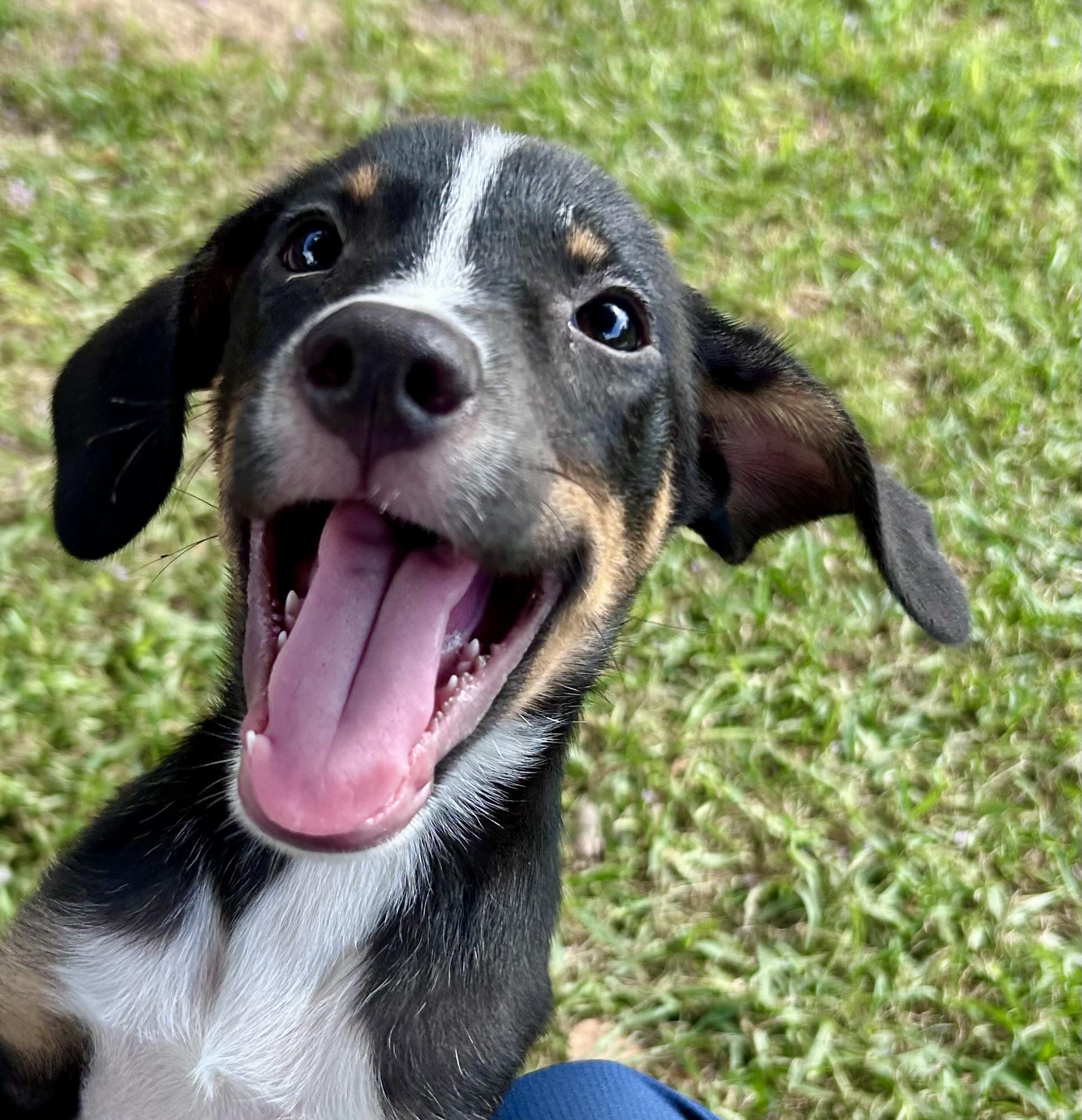 Bruno! Happiest boy!, Baby Male Mixed Breed