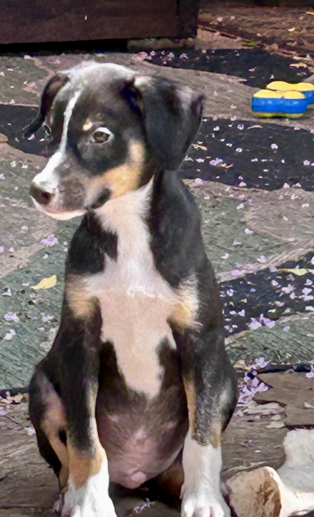 Bruno! Happiest boy! photo 4