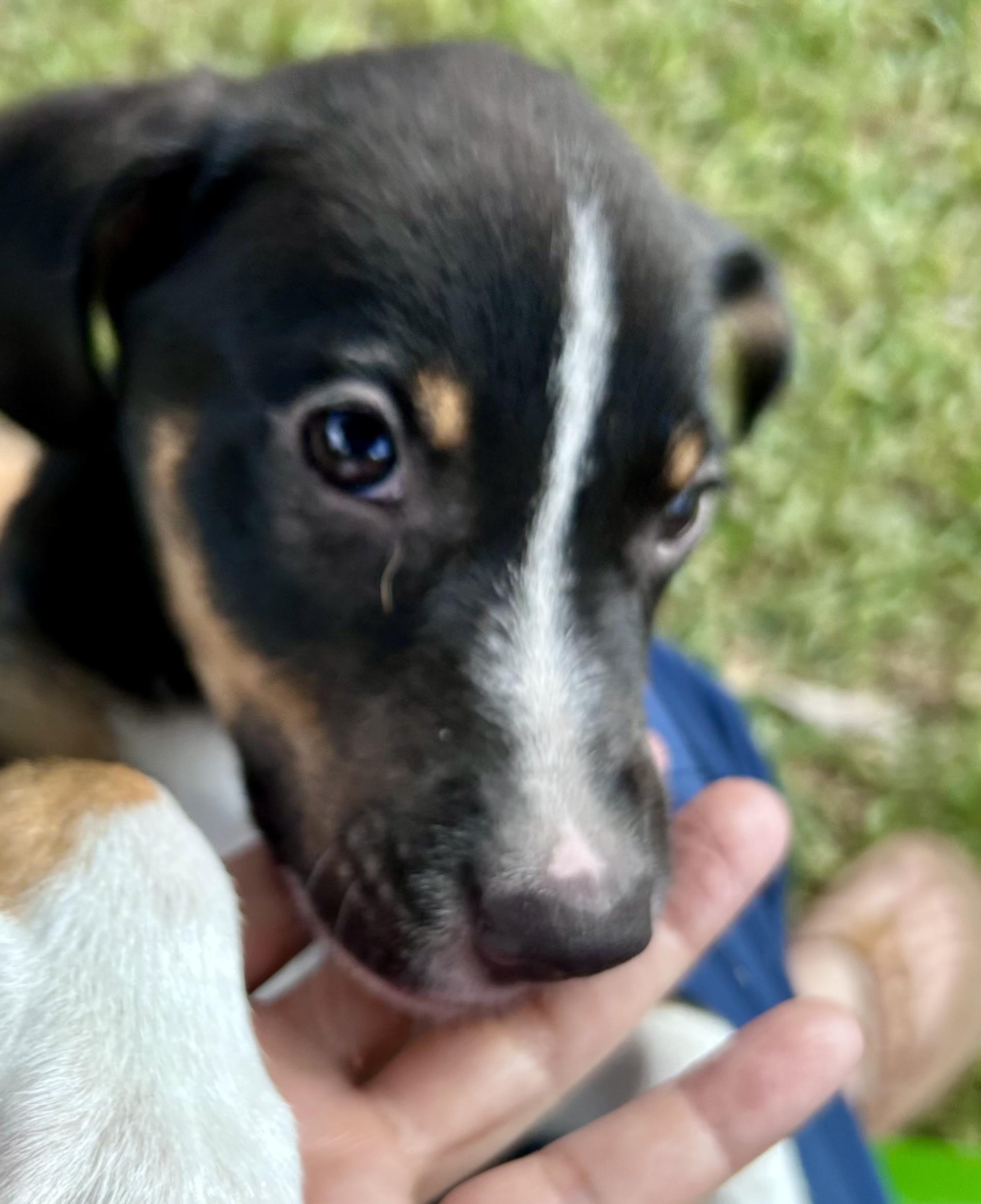 Bruno! Happiest boy! photo 3