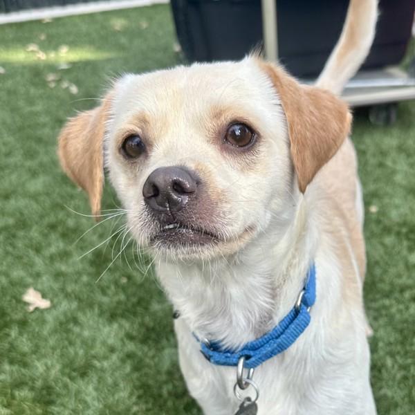 Cesar, Adoptable, Adult Male Chihuahua & Terrier.