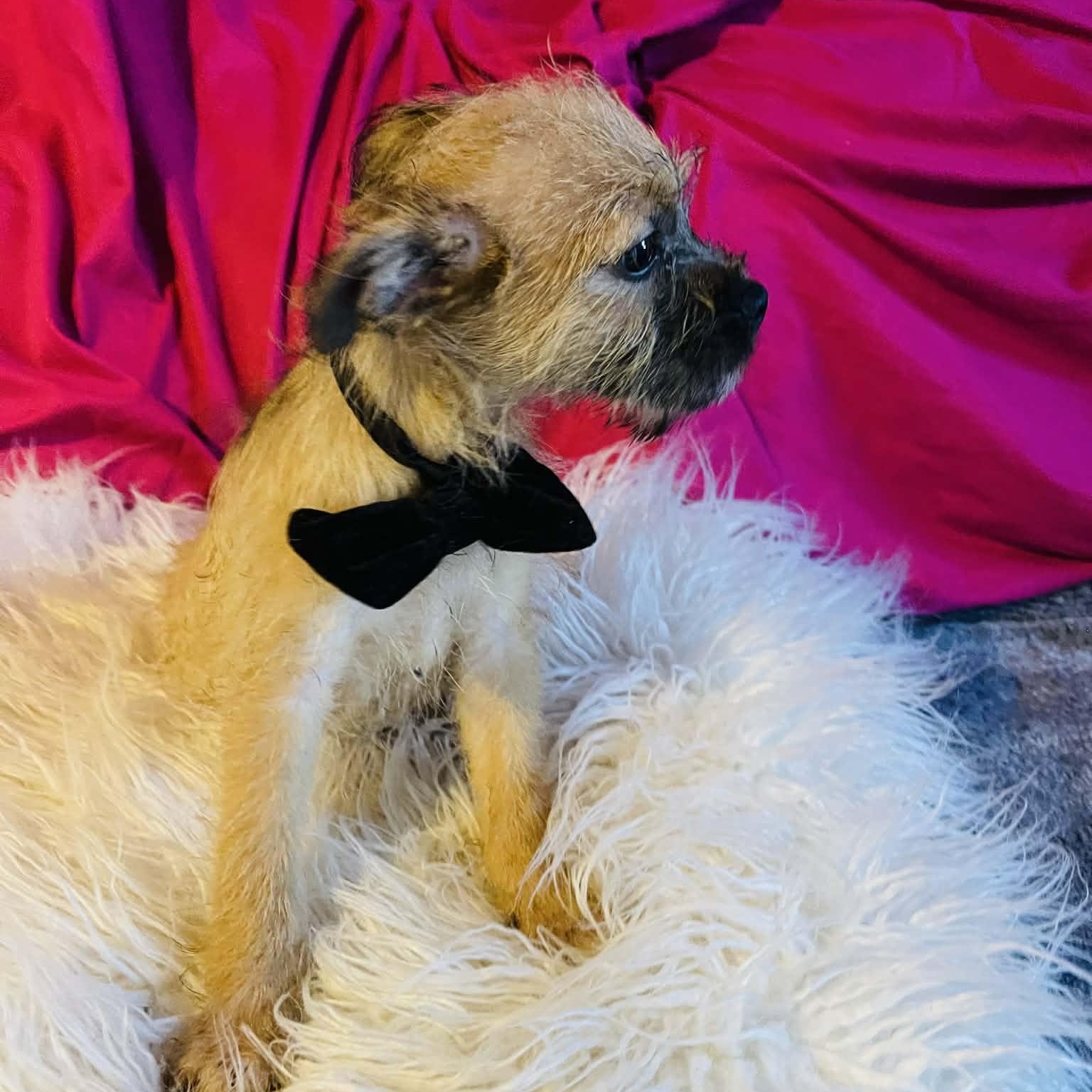 Enlarge Becket, a Adoptable mixed breed in San Diego , CA image 3/4