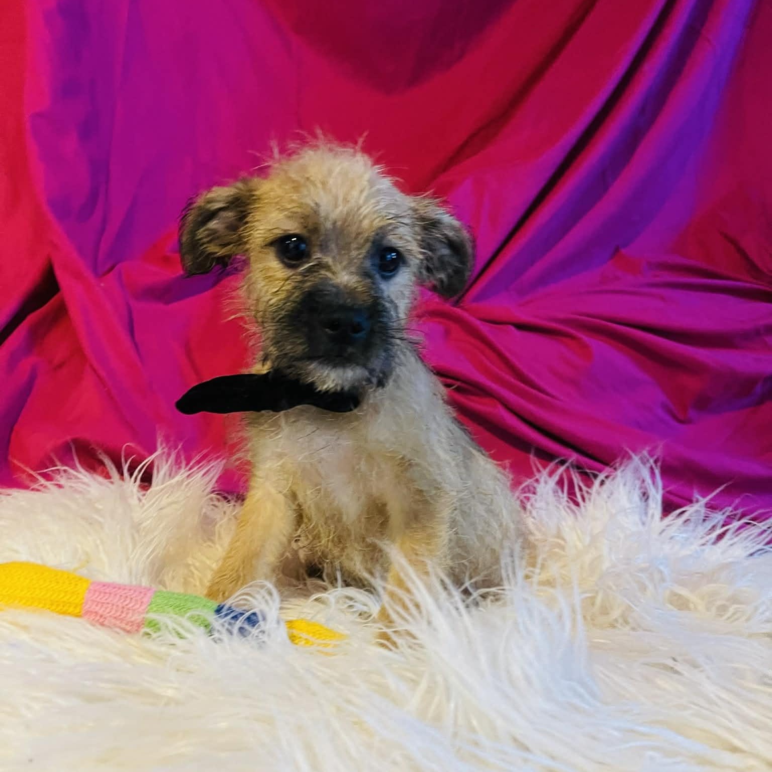 Enlarge Becket, a Adoptable mixed breed in San Diego , CA image 1/4