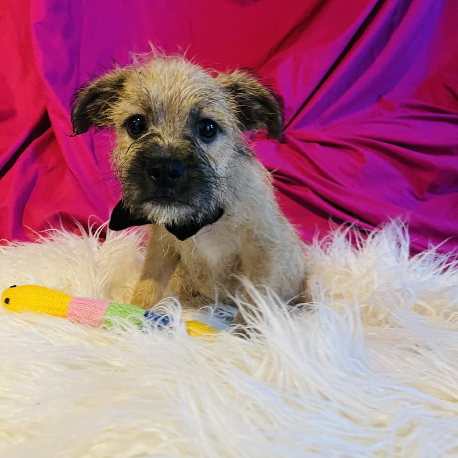 Enlarge Becket, a Adoptable mixed breed in San Diego , CA image 2/4