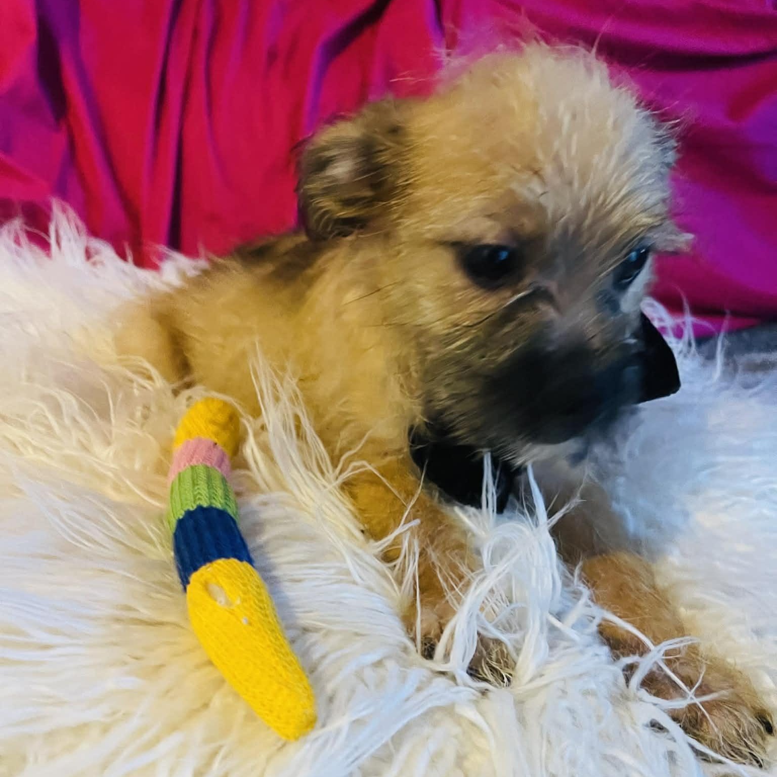 Enlarge Becket, a Adoptable mixed breed in San Diego , CA image 4/4