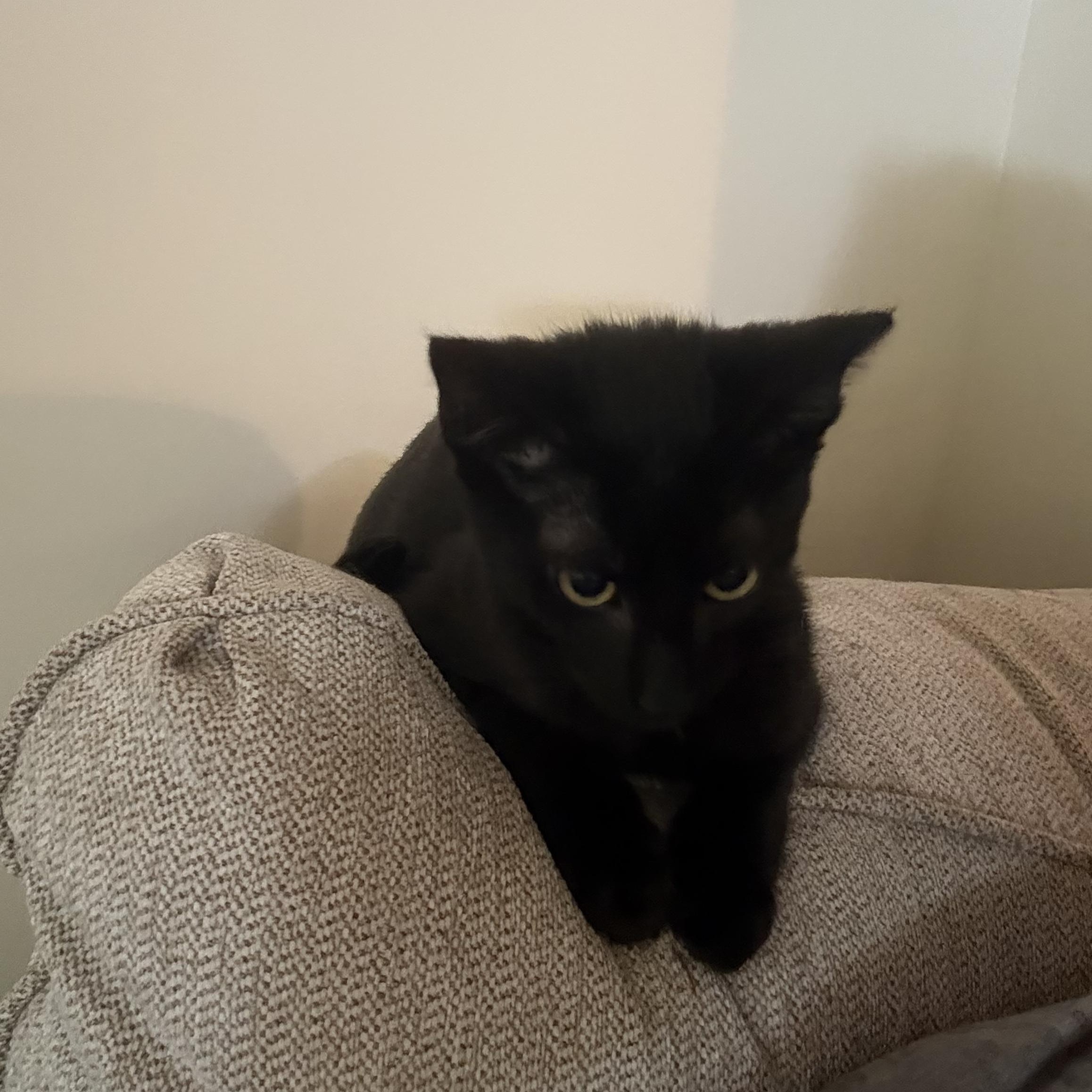 Stan, an adopted Domestic Short Hair in Mississippi State, MS image 2/6