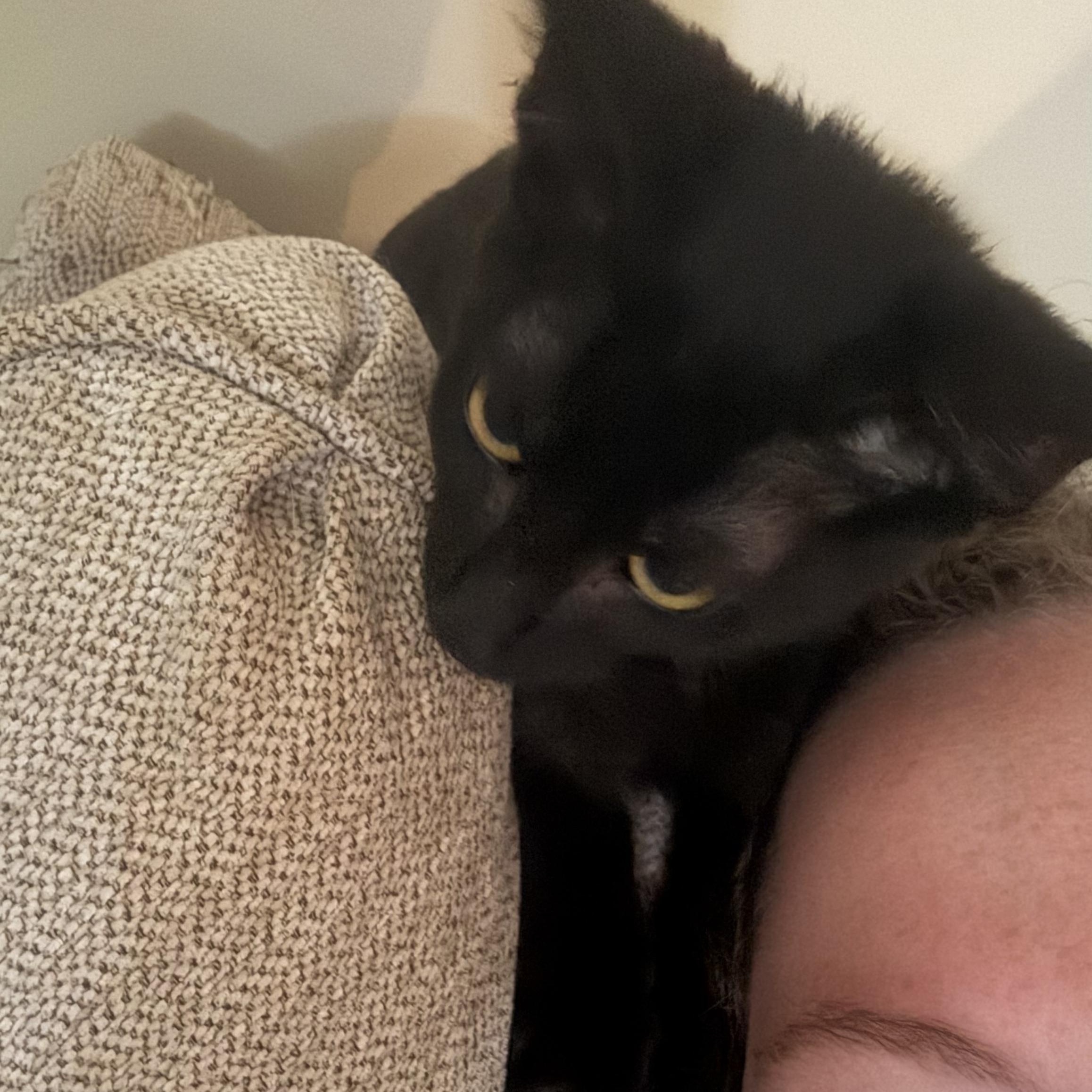 Stan, an adopted Domestic Short Hair in Mississippi State, MS image 4/6