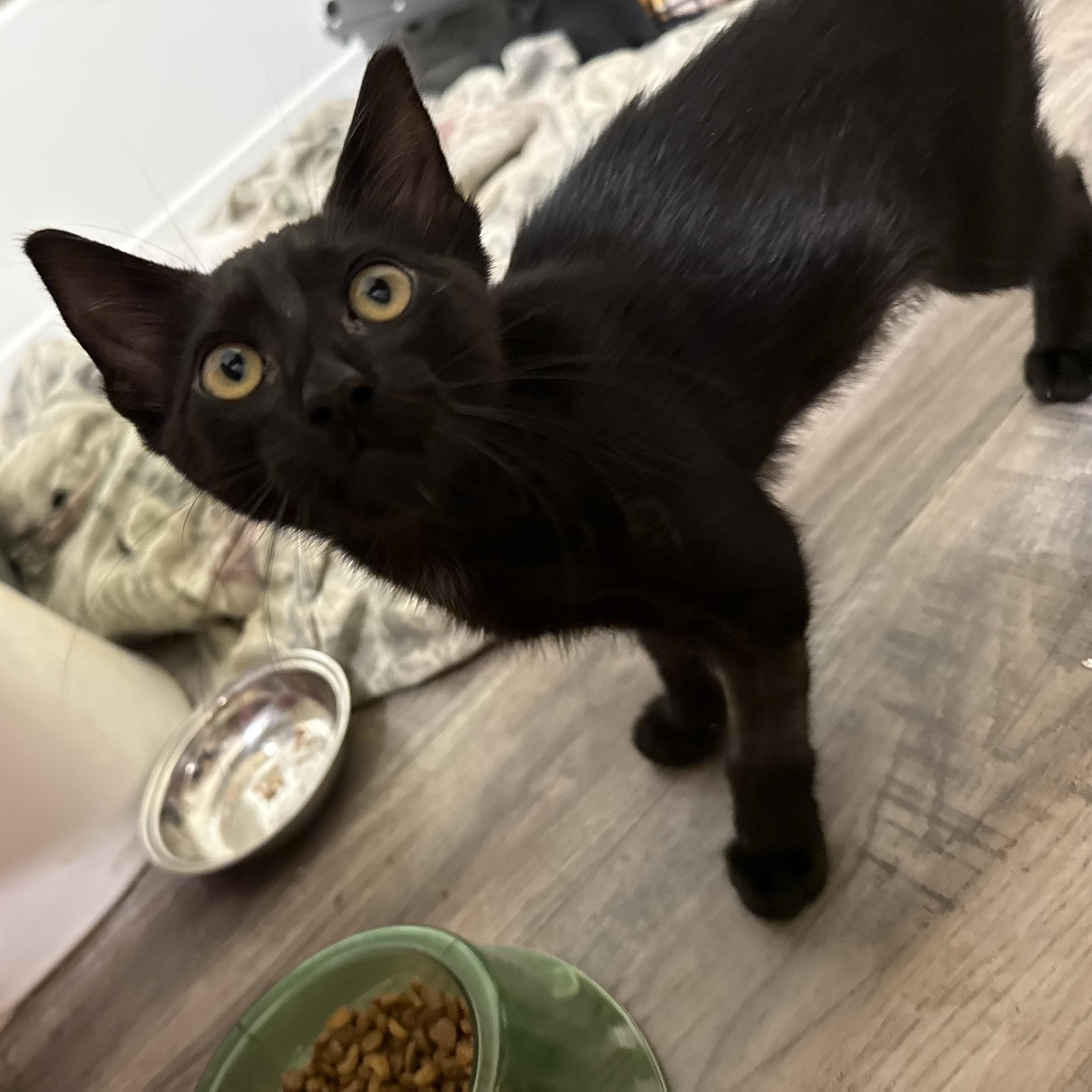 Stan, adopted, Kitten Male Domestic Short Hair.