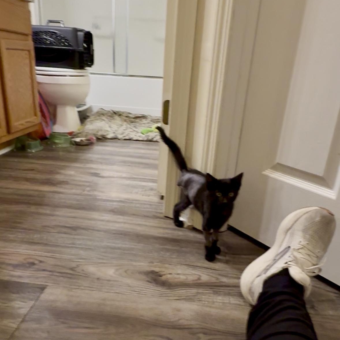 Stan, an adopted Domestic Short Hair in Mississippi State, MS image 3/6