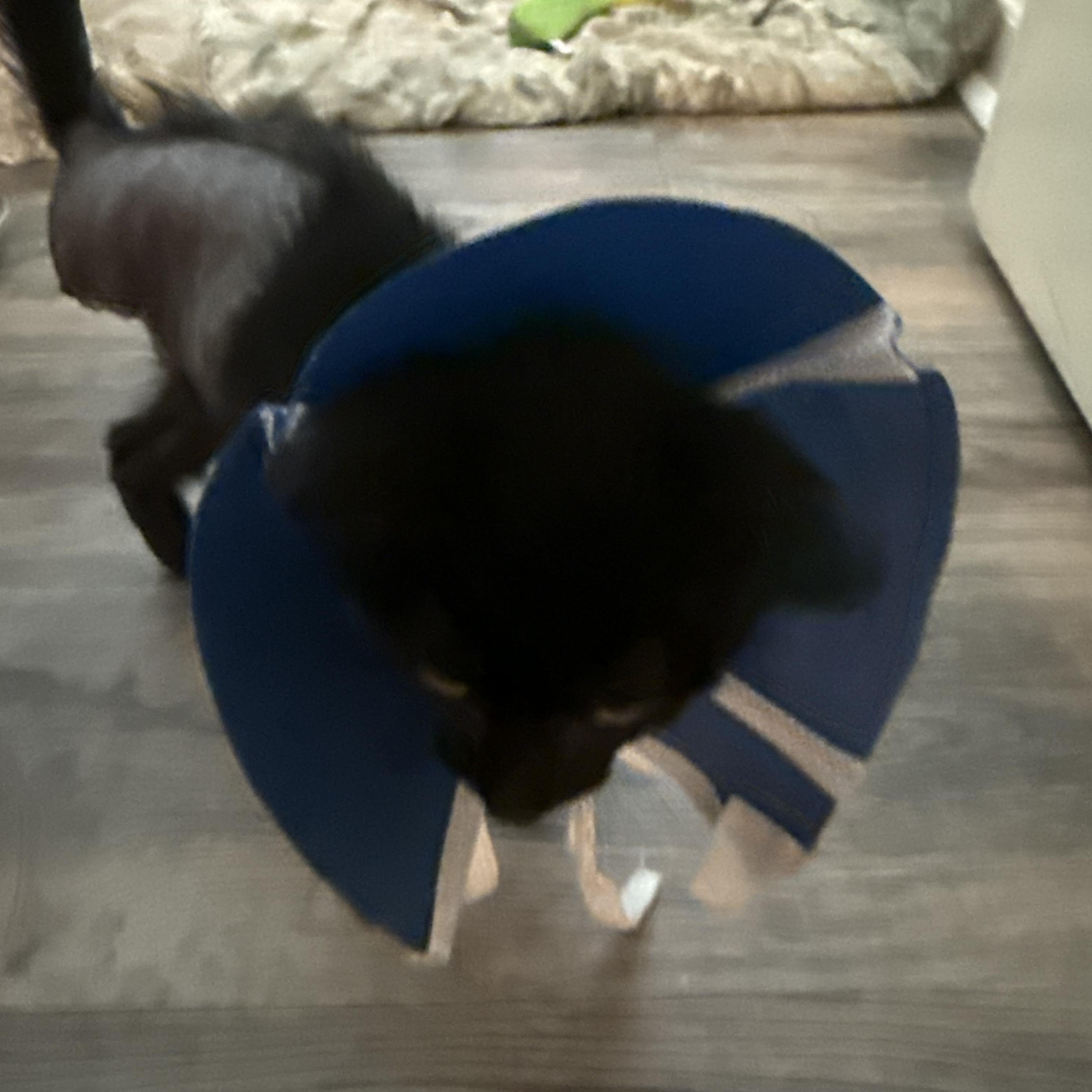 Stan, an adopted Domestic Short Hair in Mississippi State, MS image 5/6