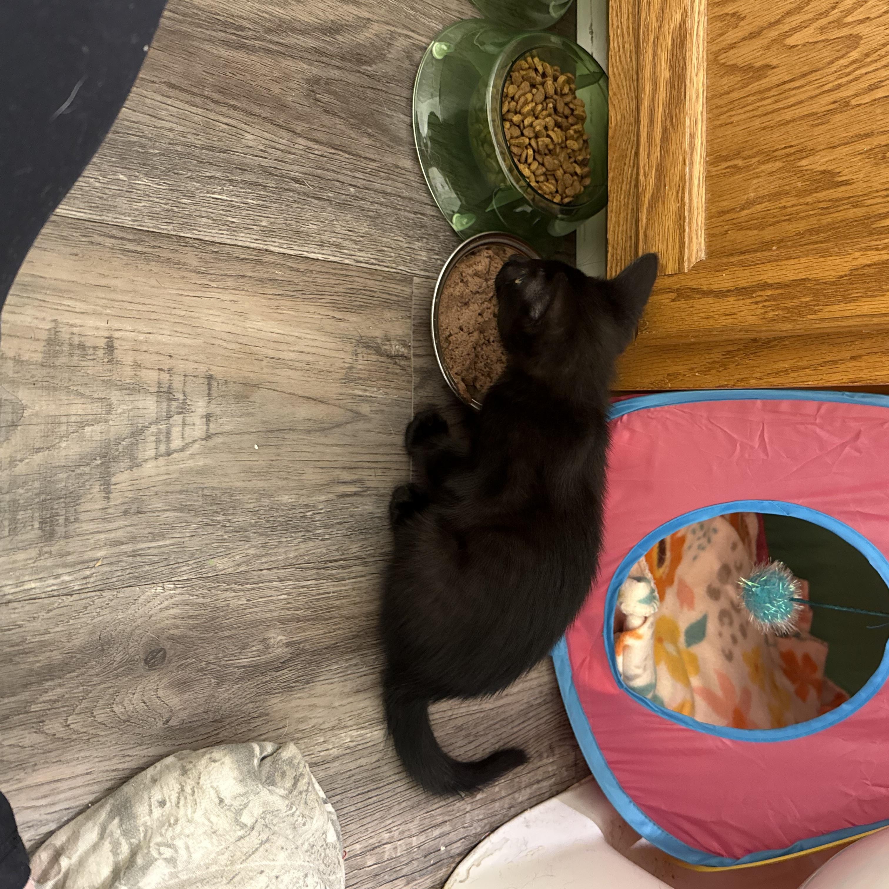 Stan, an adopted Domestic Short Hair in Mississippi State, MS image 6/6