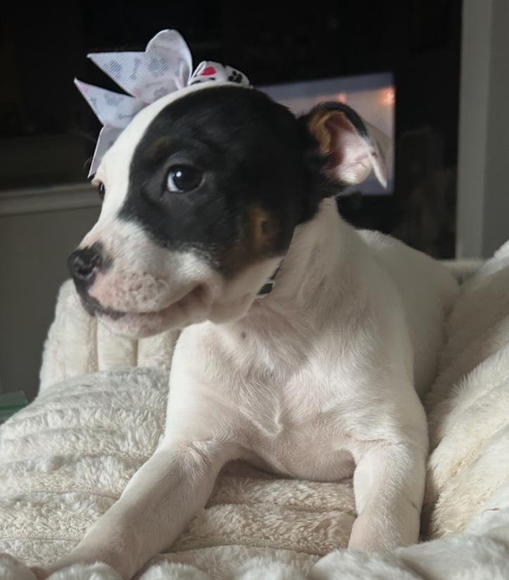 Dottie, adopted, Puppy Female Pit Bull Terrier & Australian Shepherd.